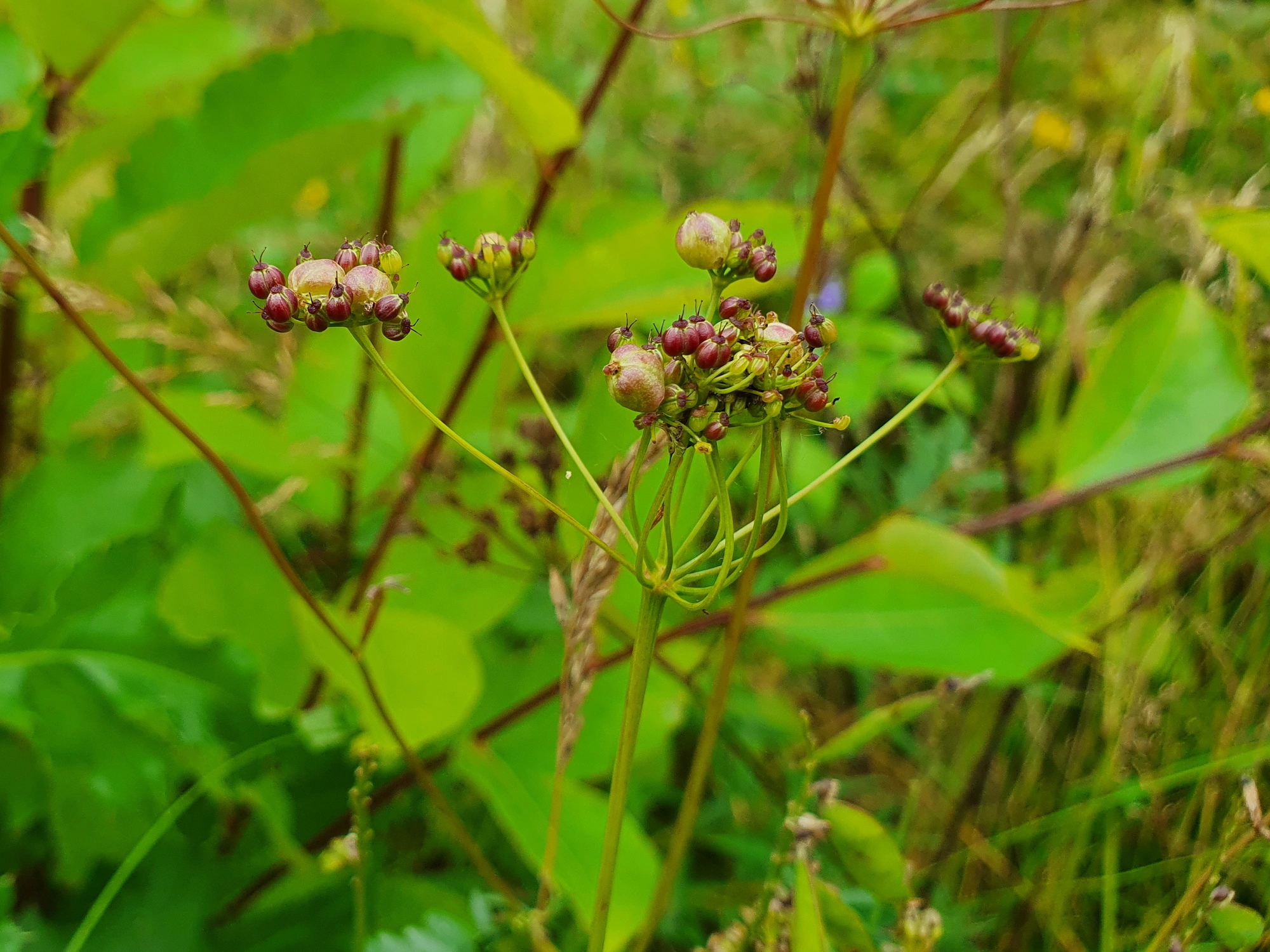 Gallmygg: Kiefferia pericarpiicola.