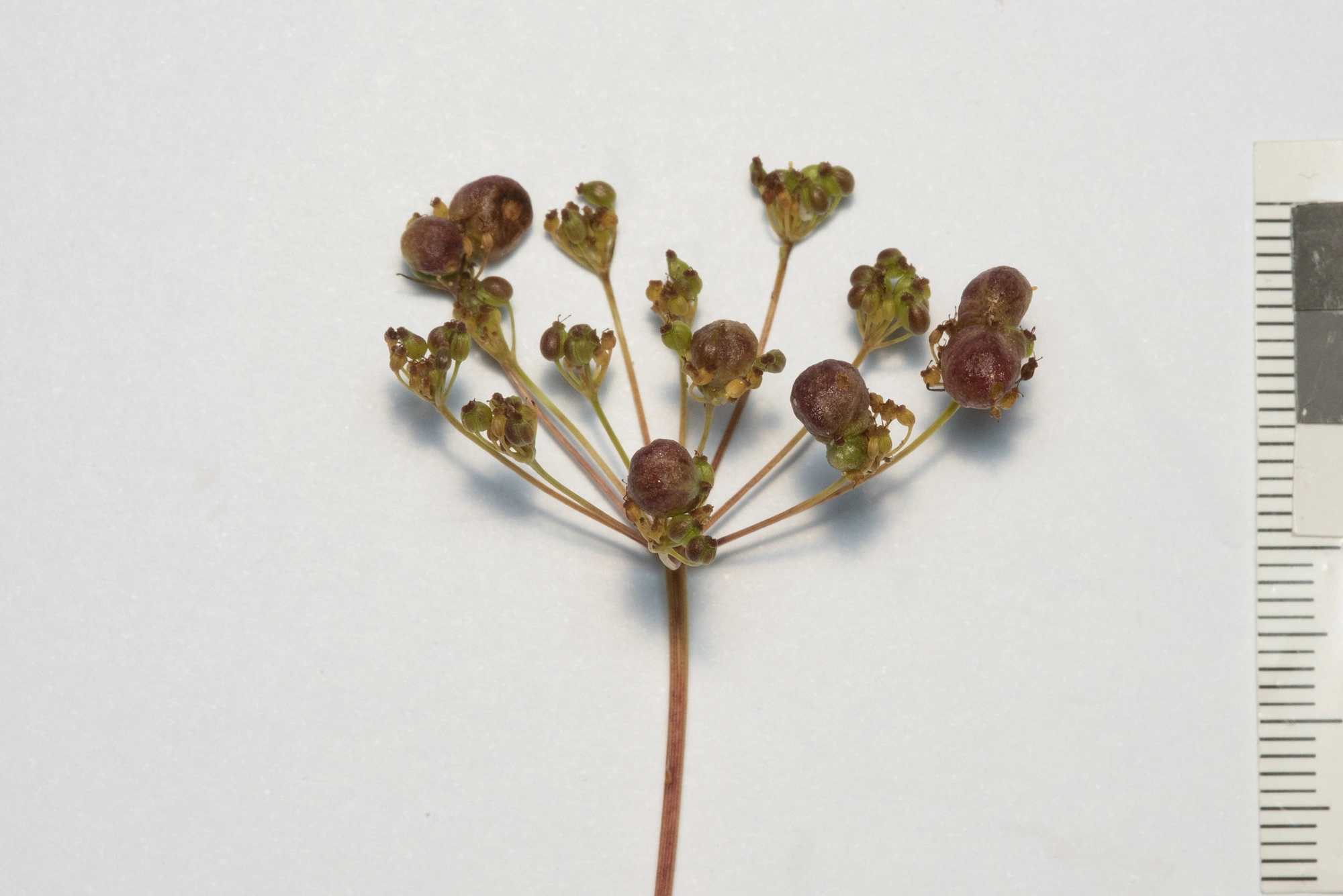 Gallmygg: Kiefferia pericarpiicola.
