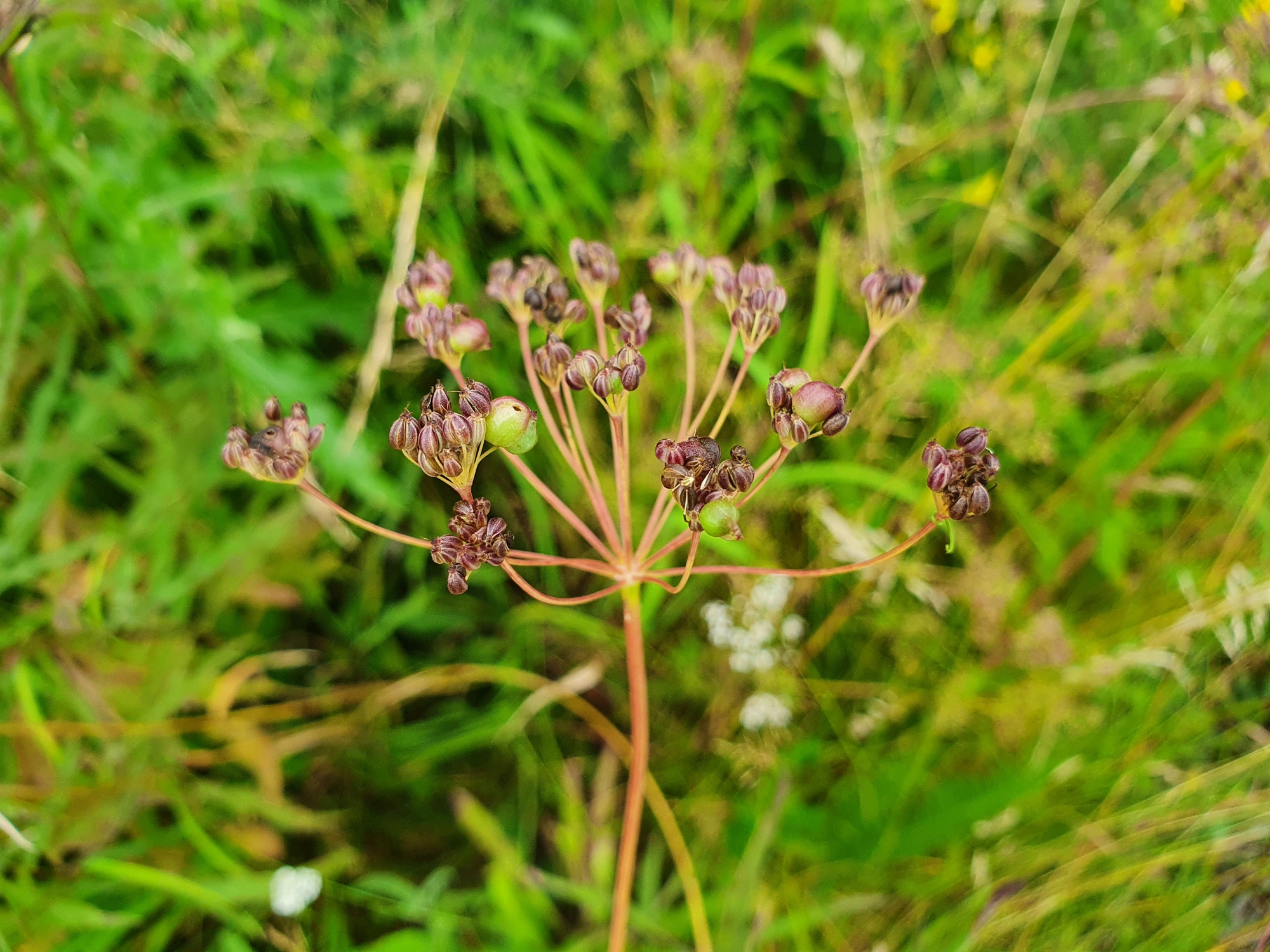 Gallmygg: Kiefferia pericarpiicola.