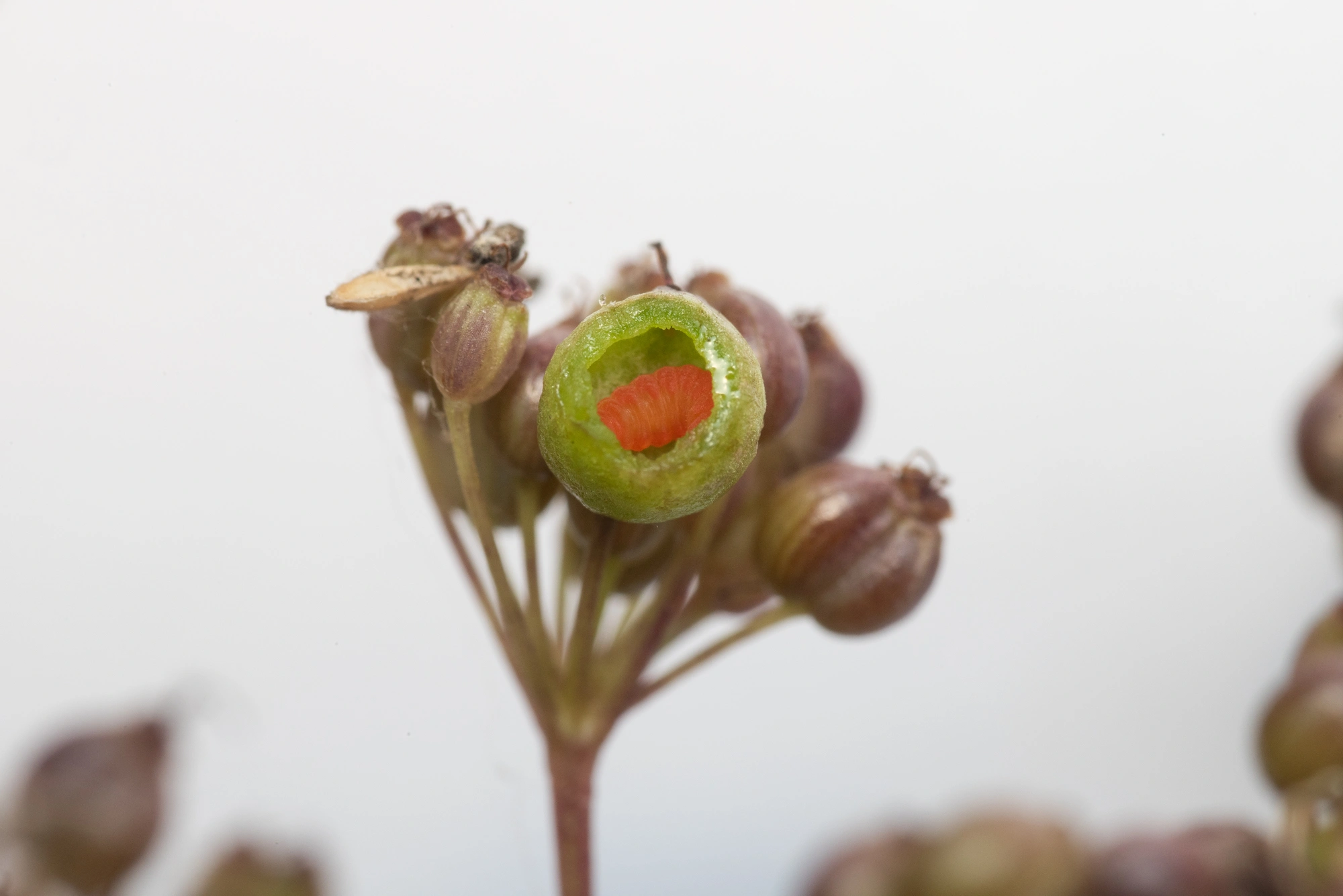 Tovinger: Kiefferia pericarpiicola.