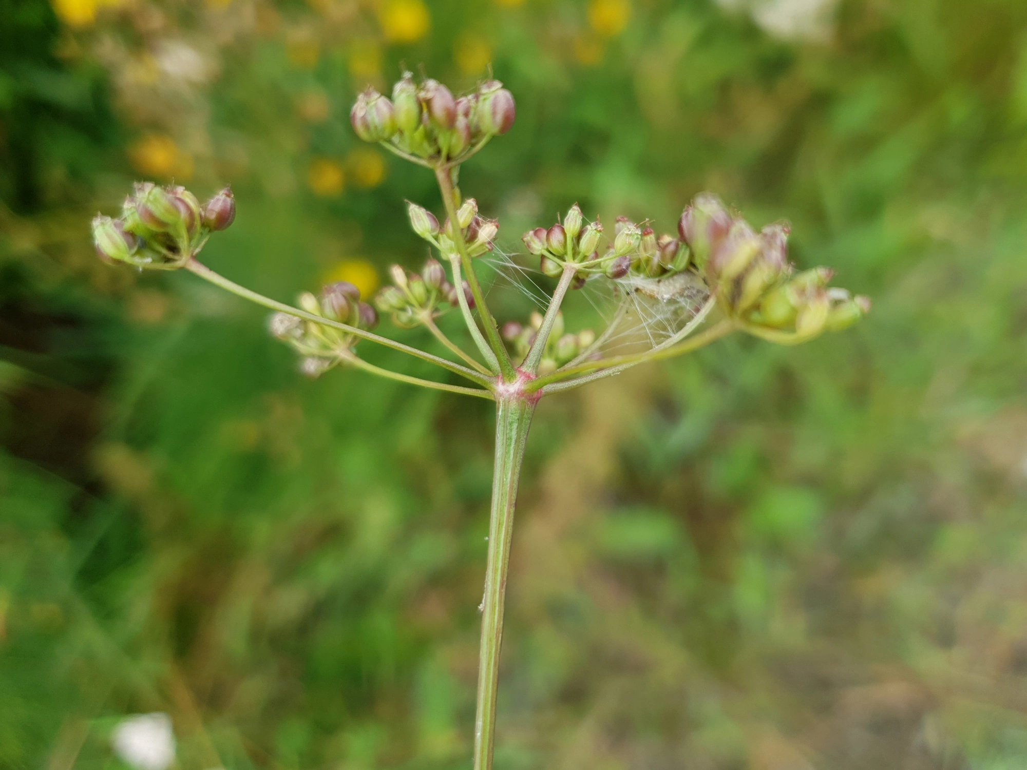 Gallmygg: Lasioptera carophila.