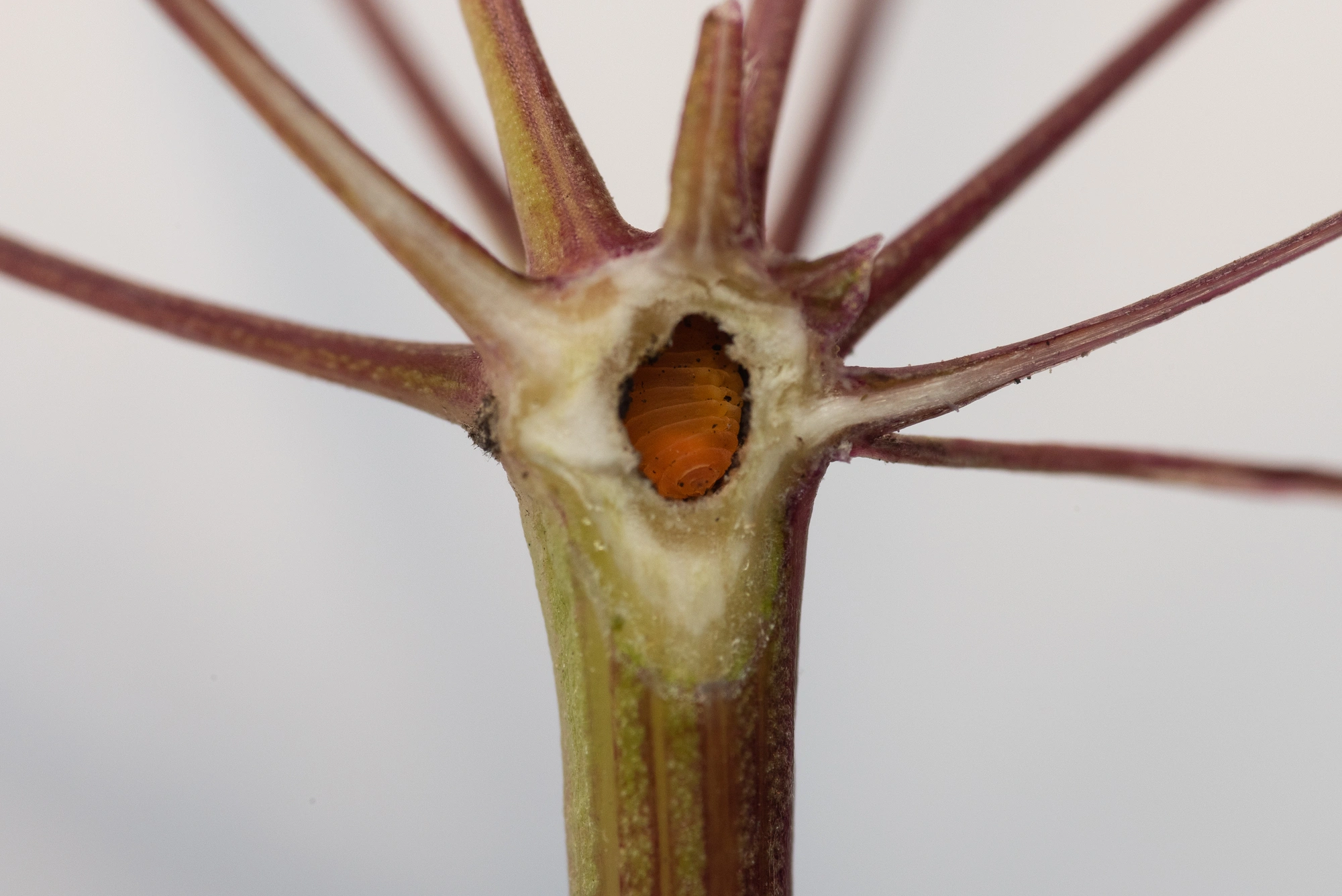 Gallmygg: Lasioptera carophila.