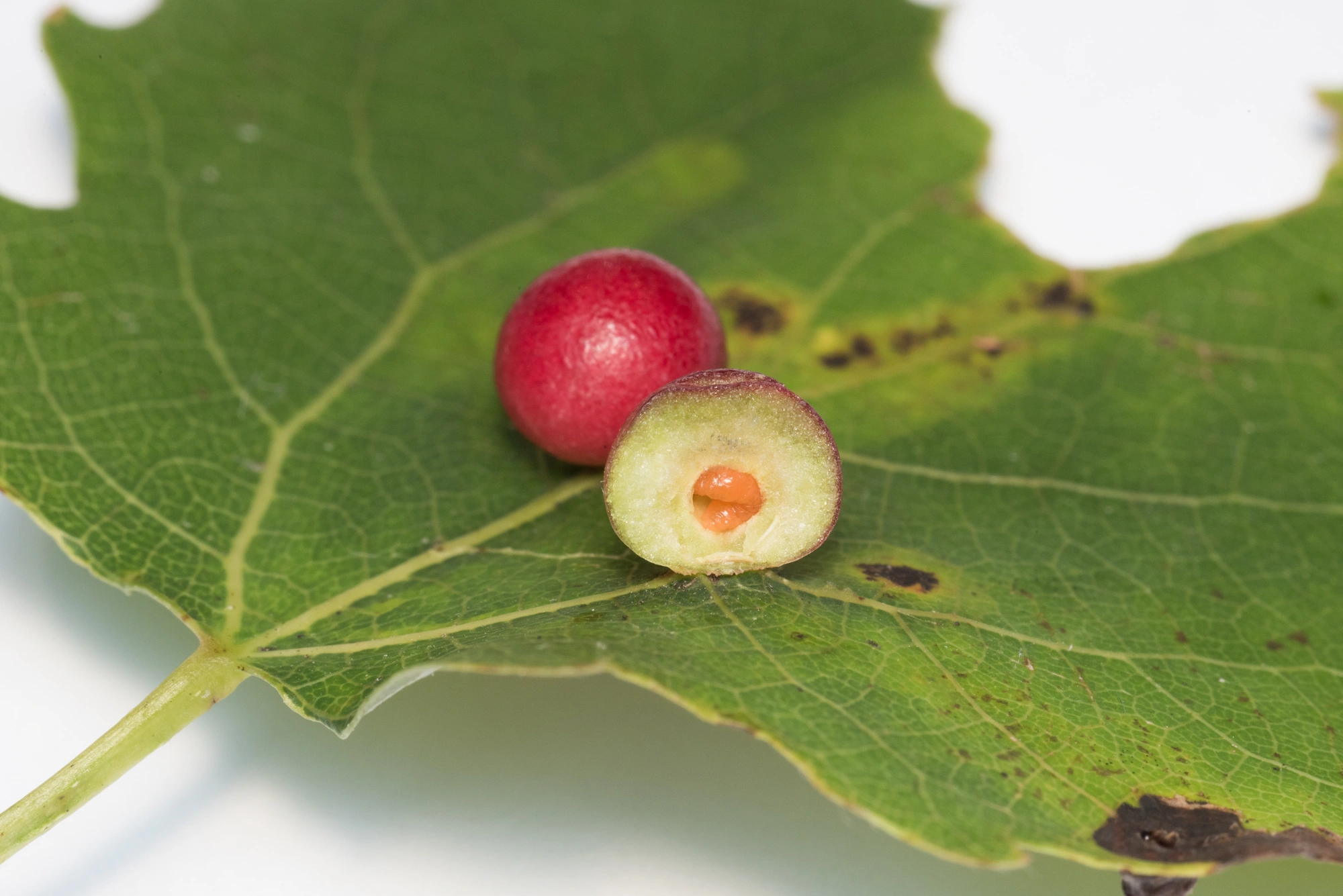 Gallmygg: Harmandiola tremulae.