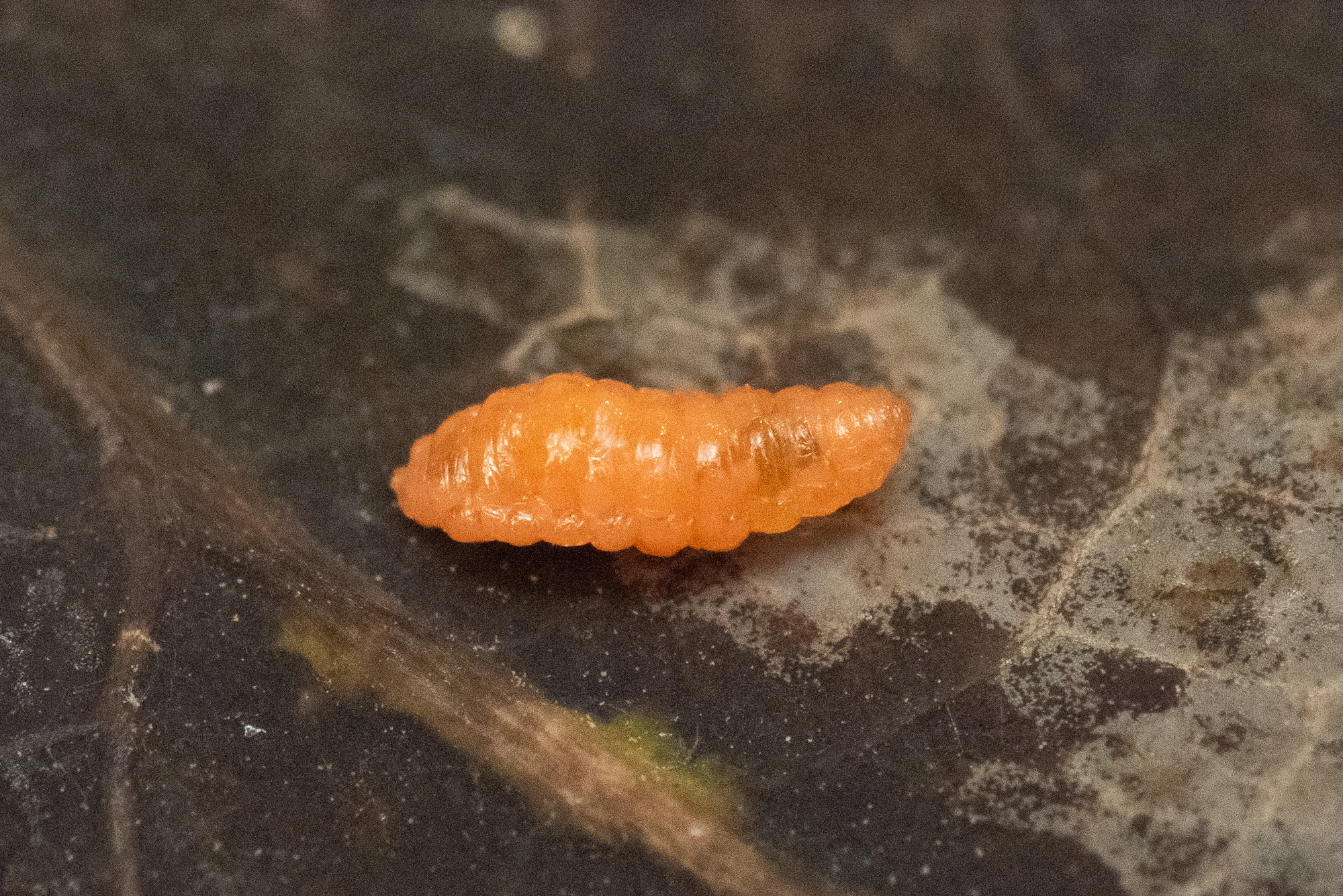 Gallmygg: Harmandiola tremulae.