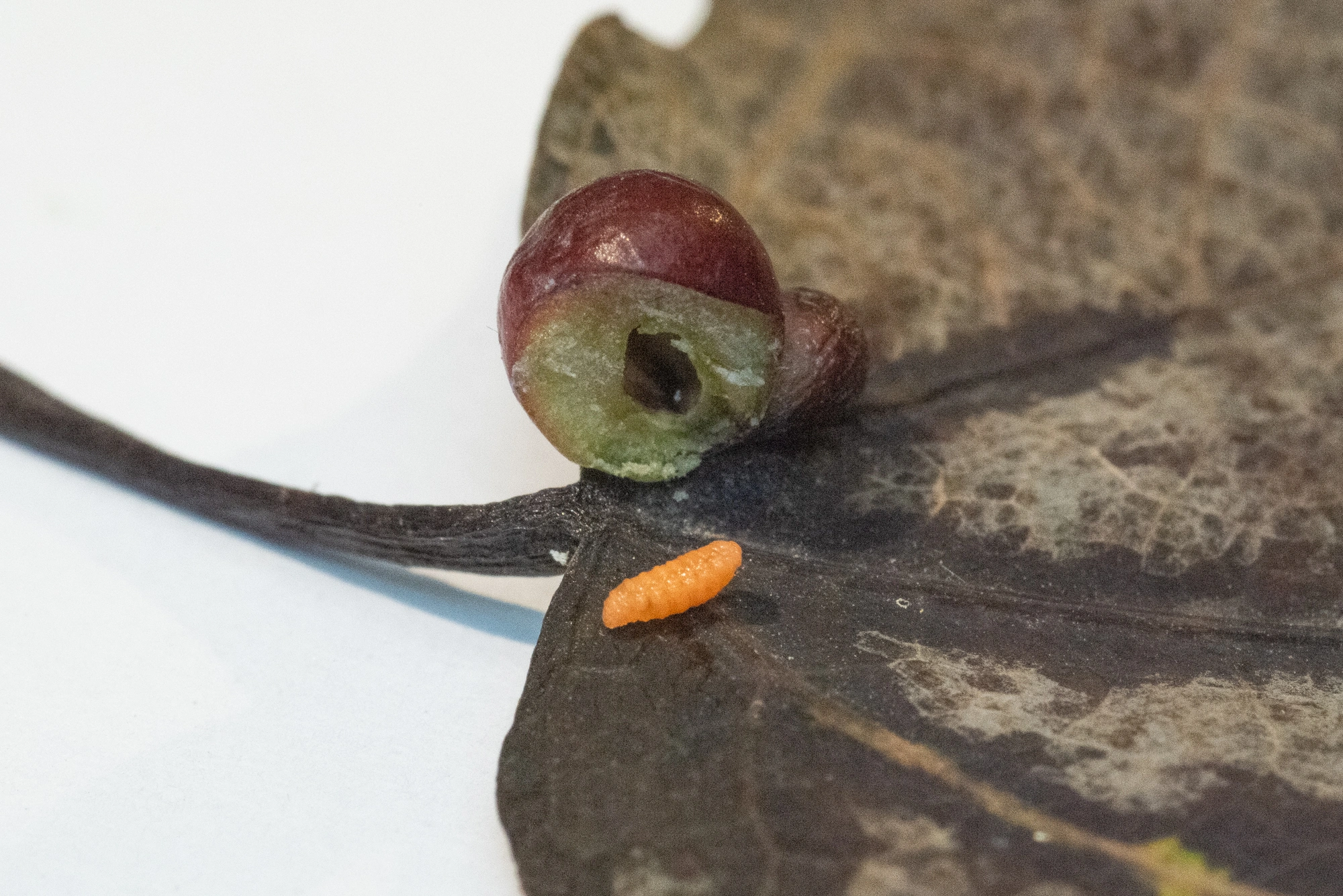 Gallmygg: Harmandiola tremulae.