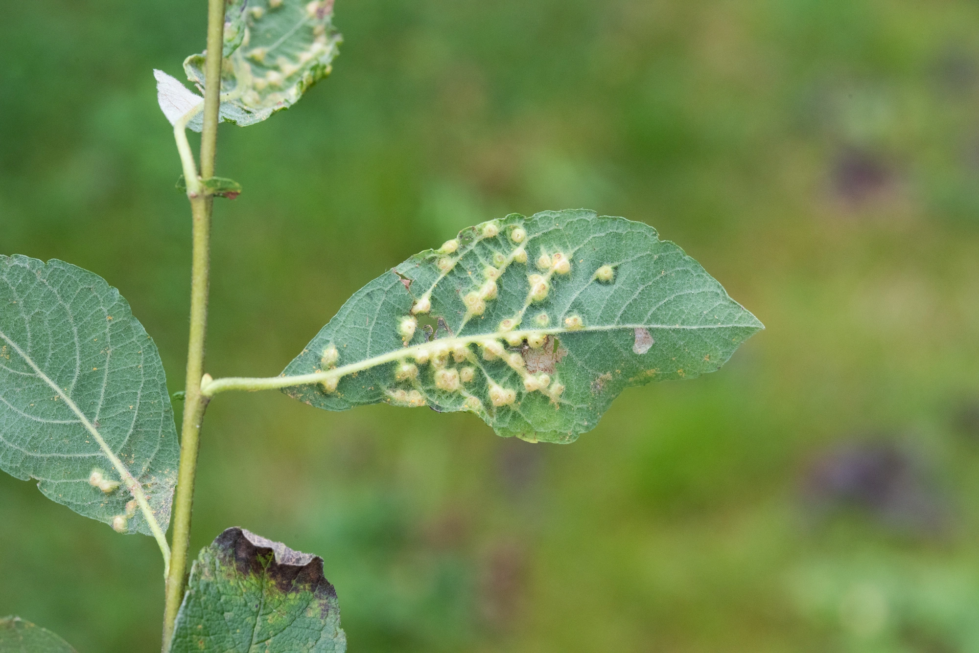 Gallmygg: Iteomyia capreae.