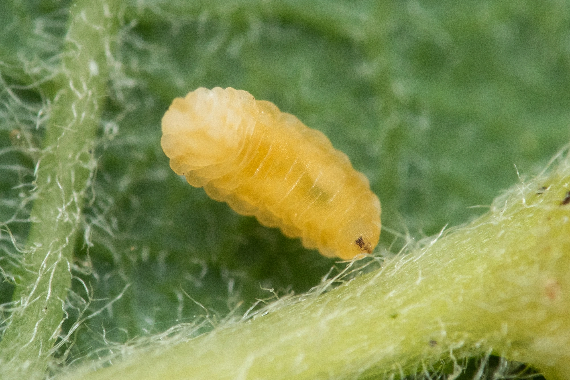 Gallmygg: Iteomyia capreae.