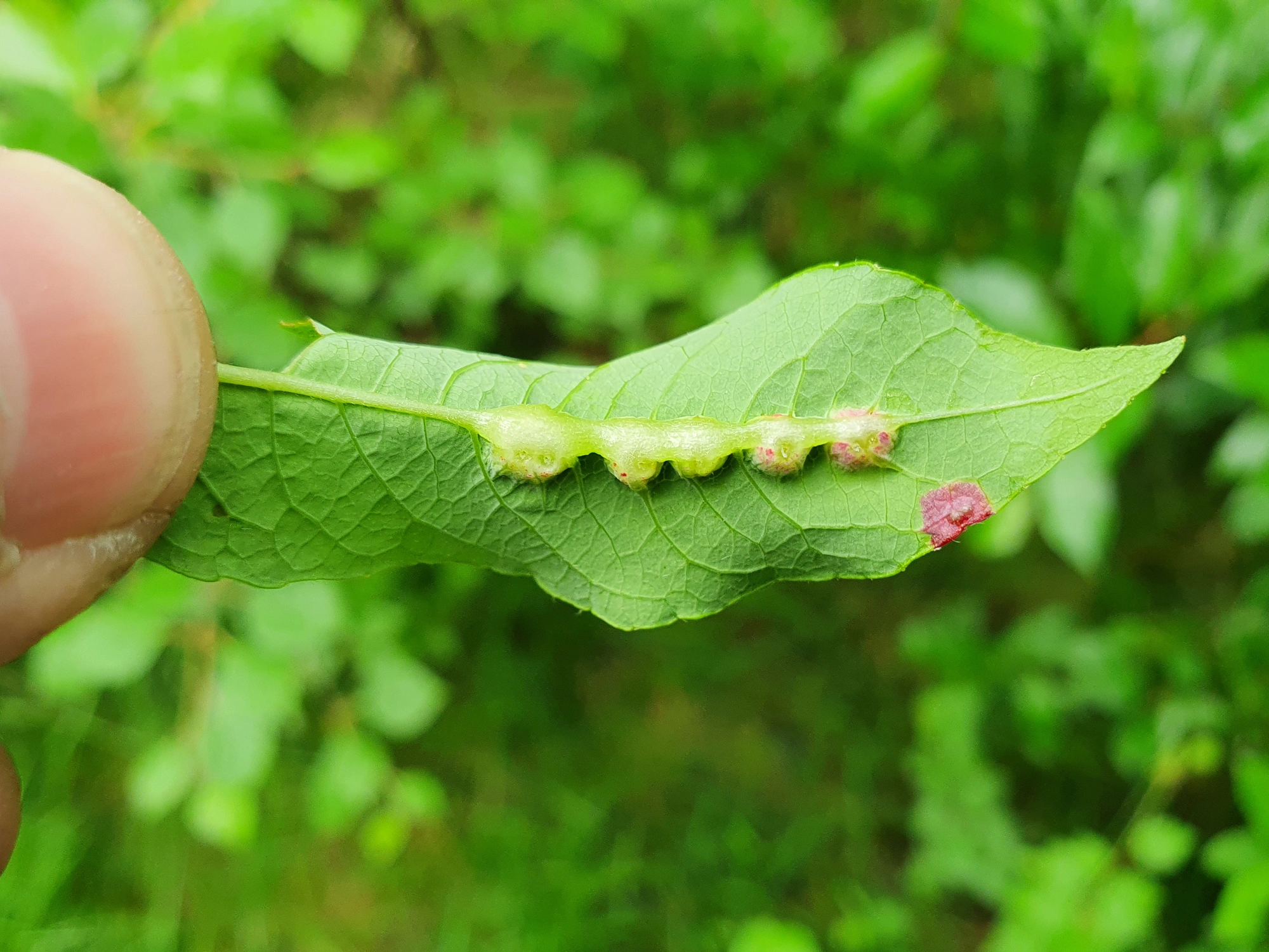 Gallmygg: Iteomyia major.