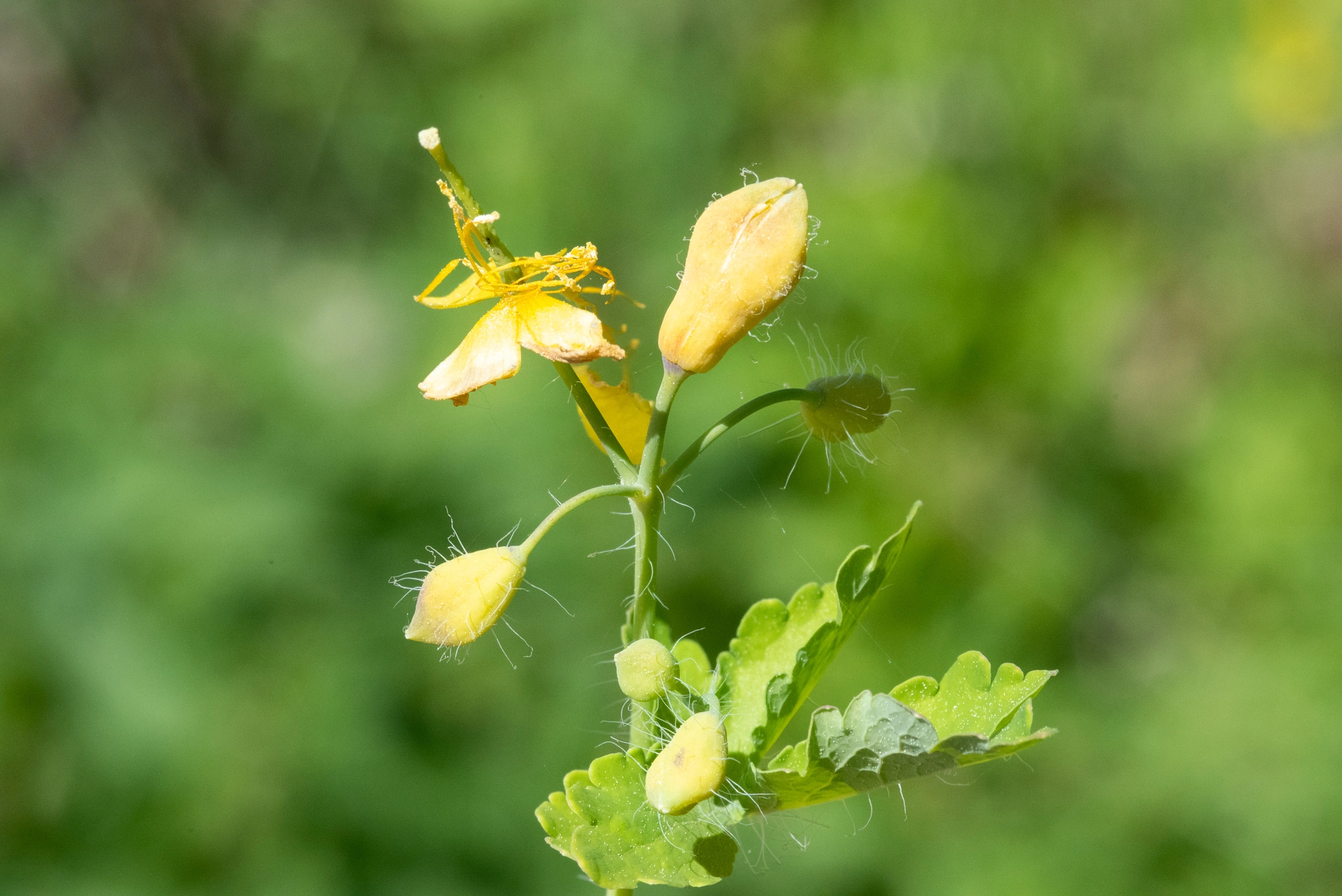 Tovinger: Jaapiella chelidonii.