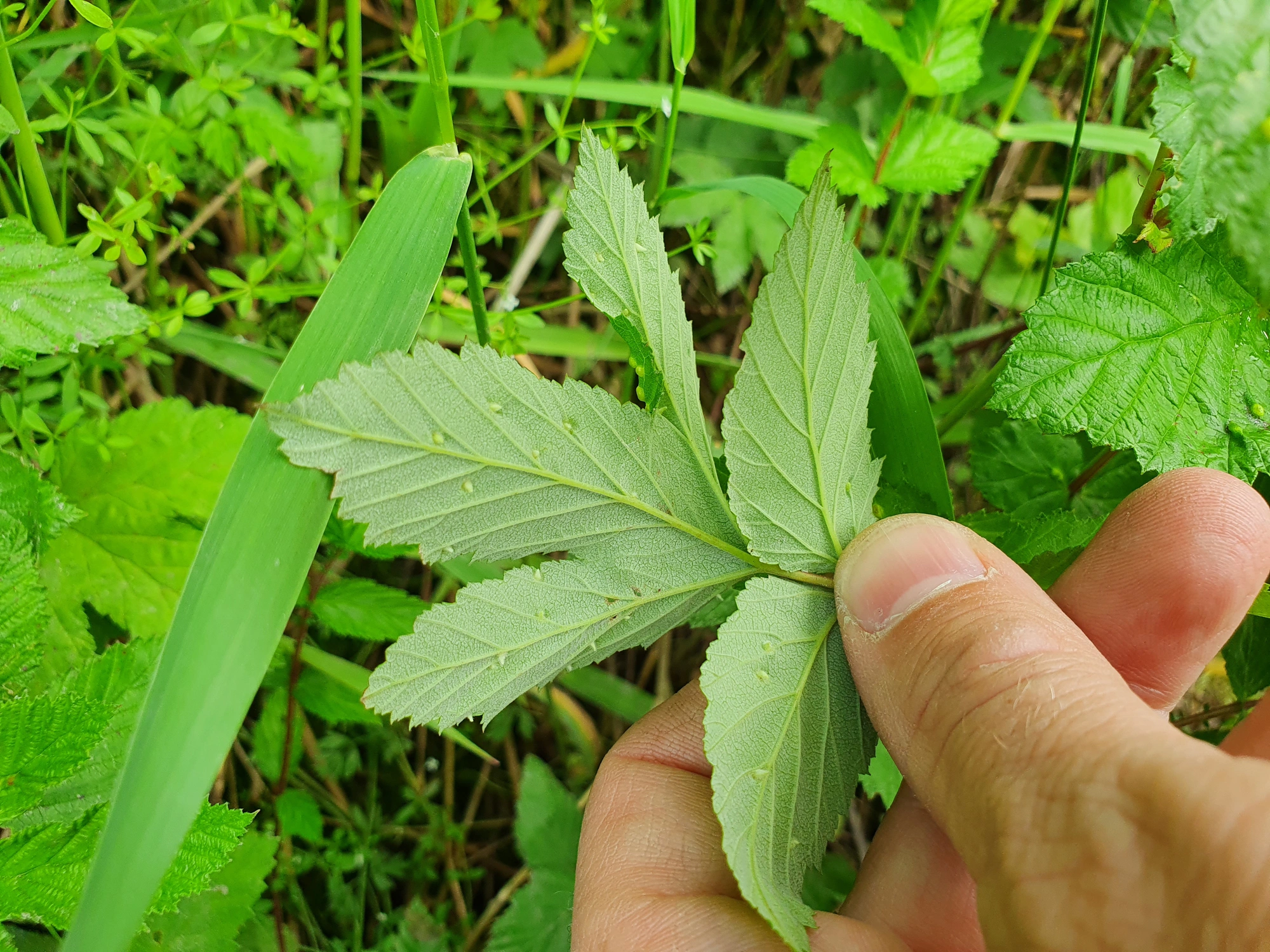 Gallmygg: Dasineura ulmaria.