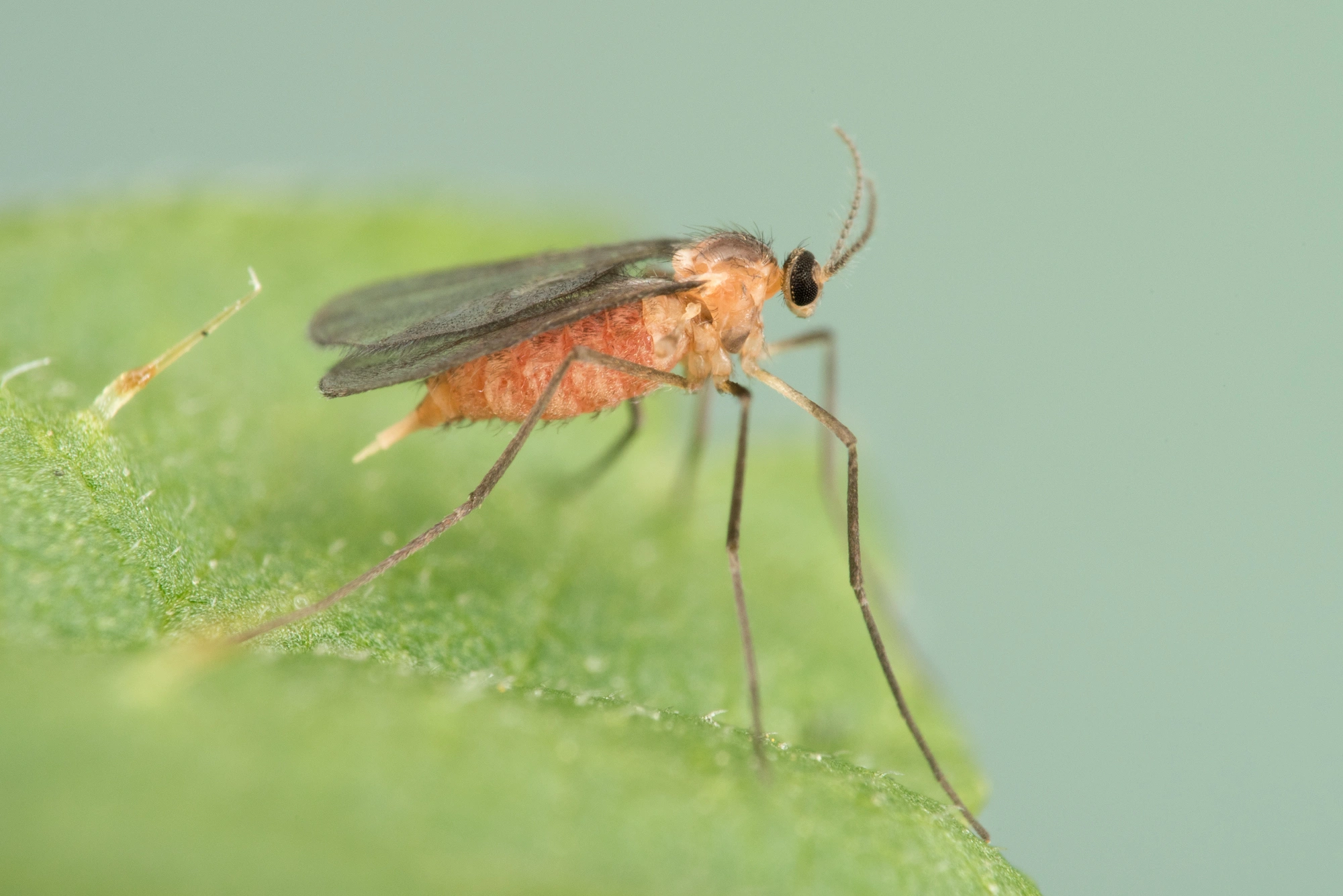 Gallmygg: Dasineura urticae.