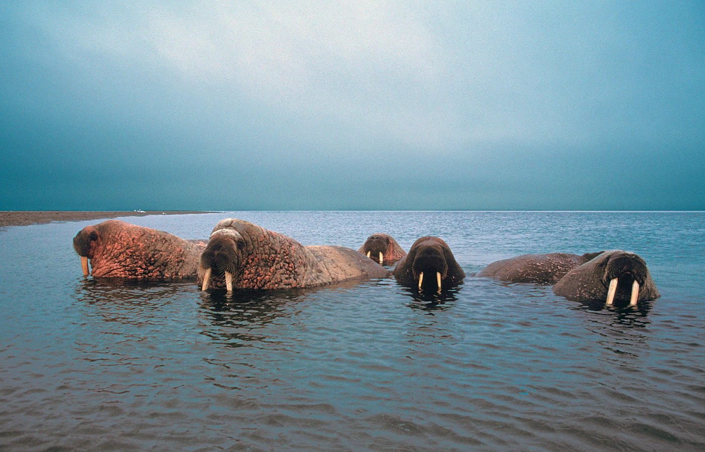 Virveldyr: Odobenus rosmarus.