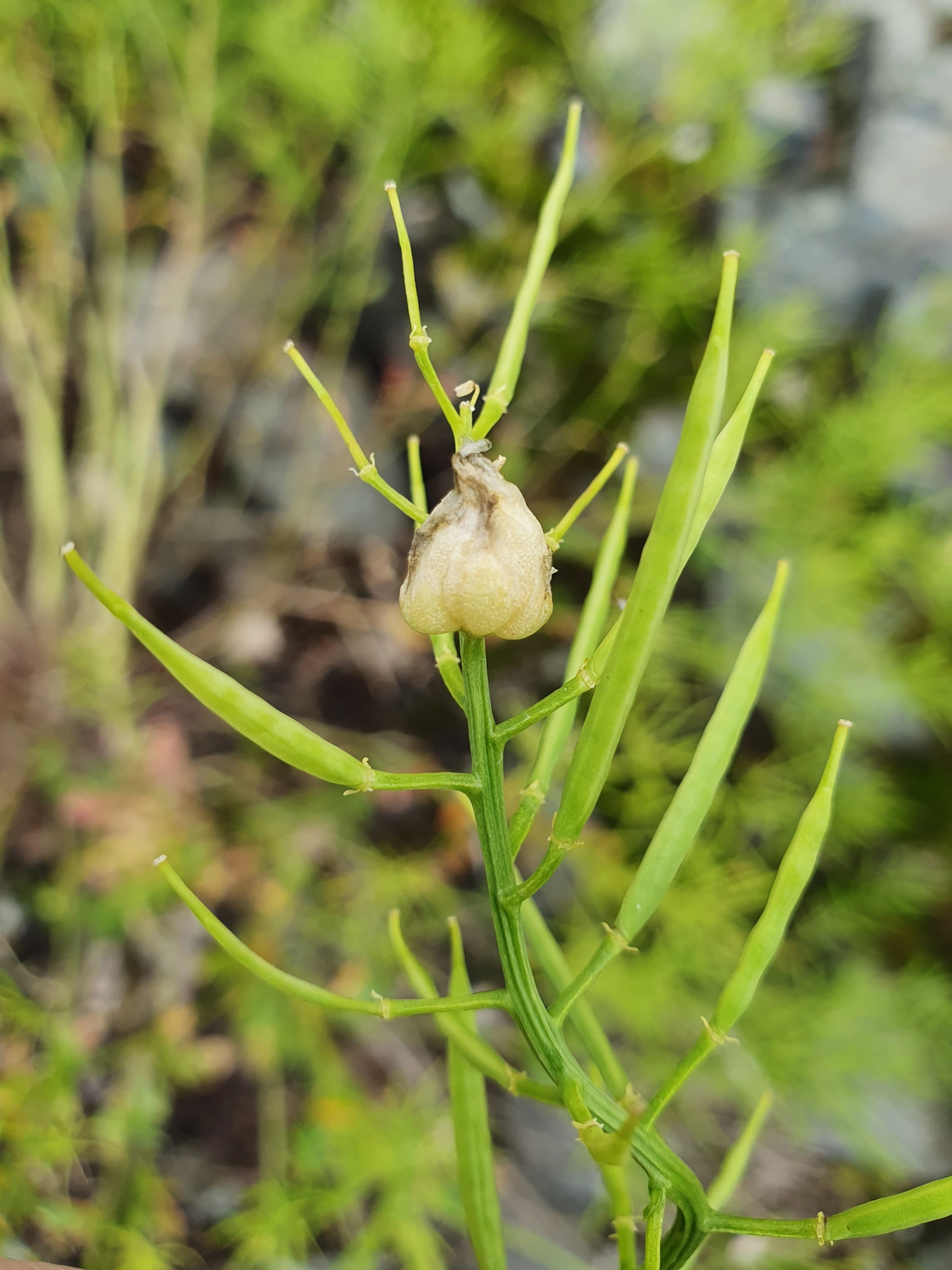 Gallmygg: Dasineura sisymbrii.