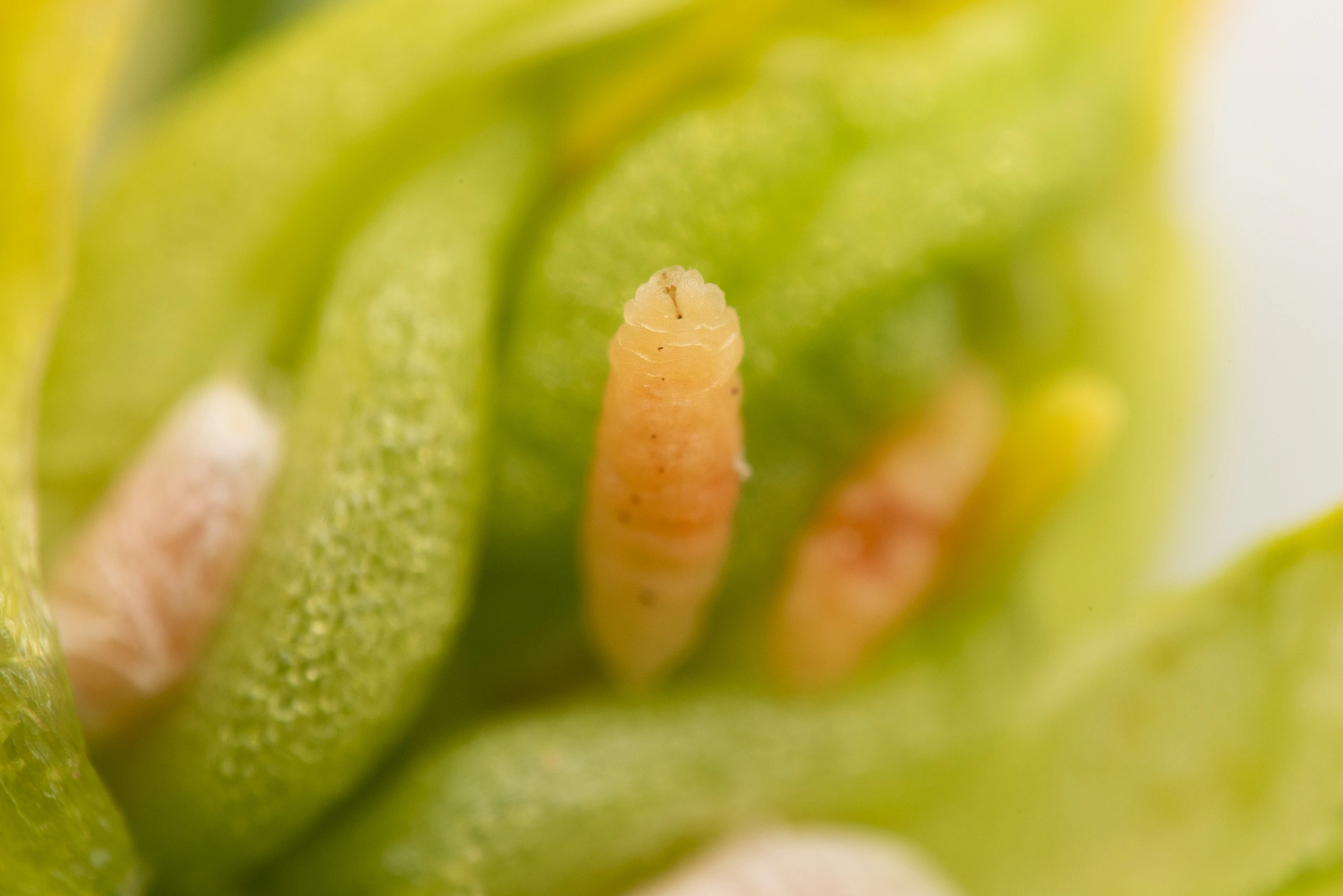 Gallmygg: Dasineura sisymbrii.