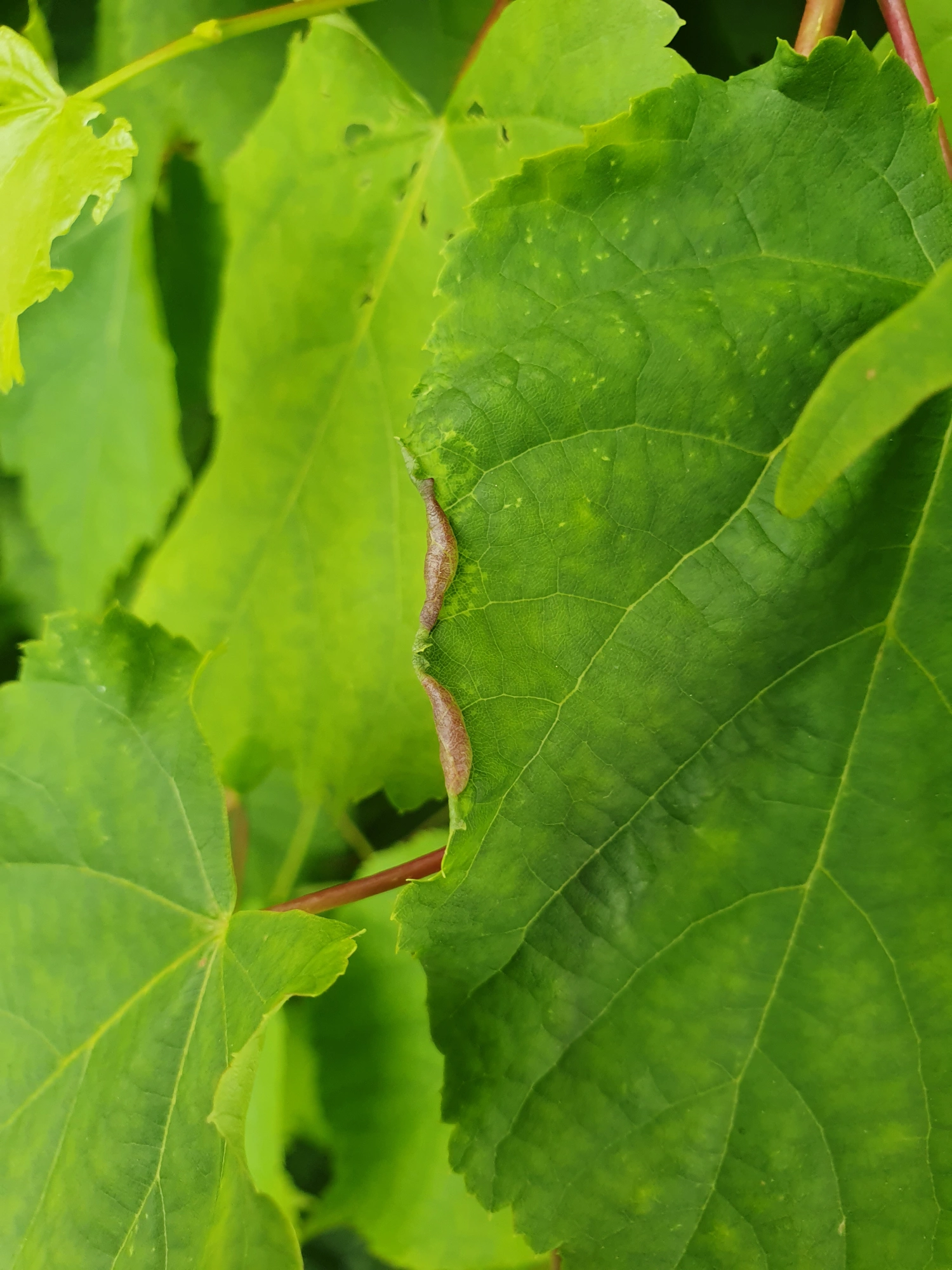 Gallmygg: Dasineura tiliae.