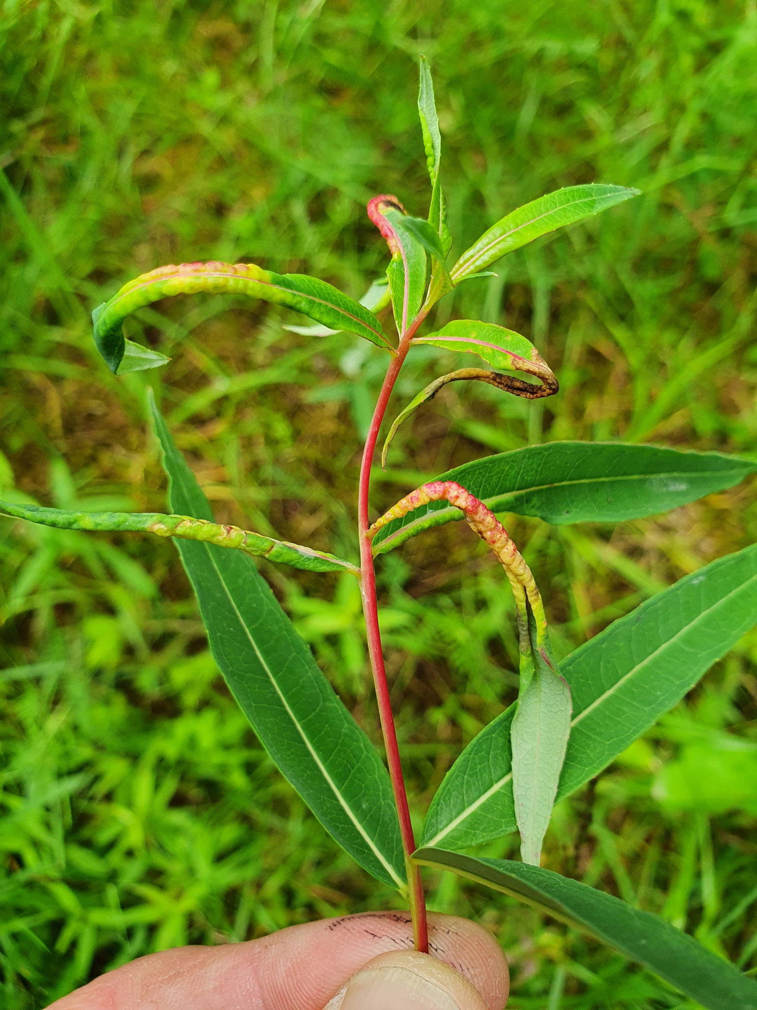 Tovinger: Dasineura kiefferiana.