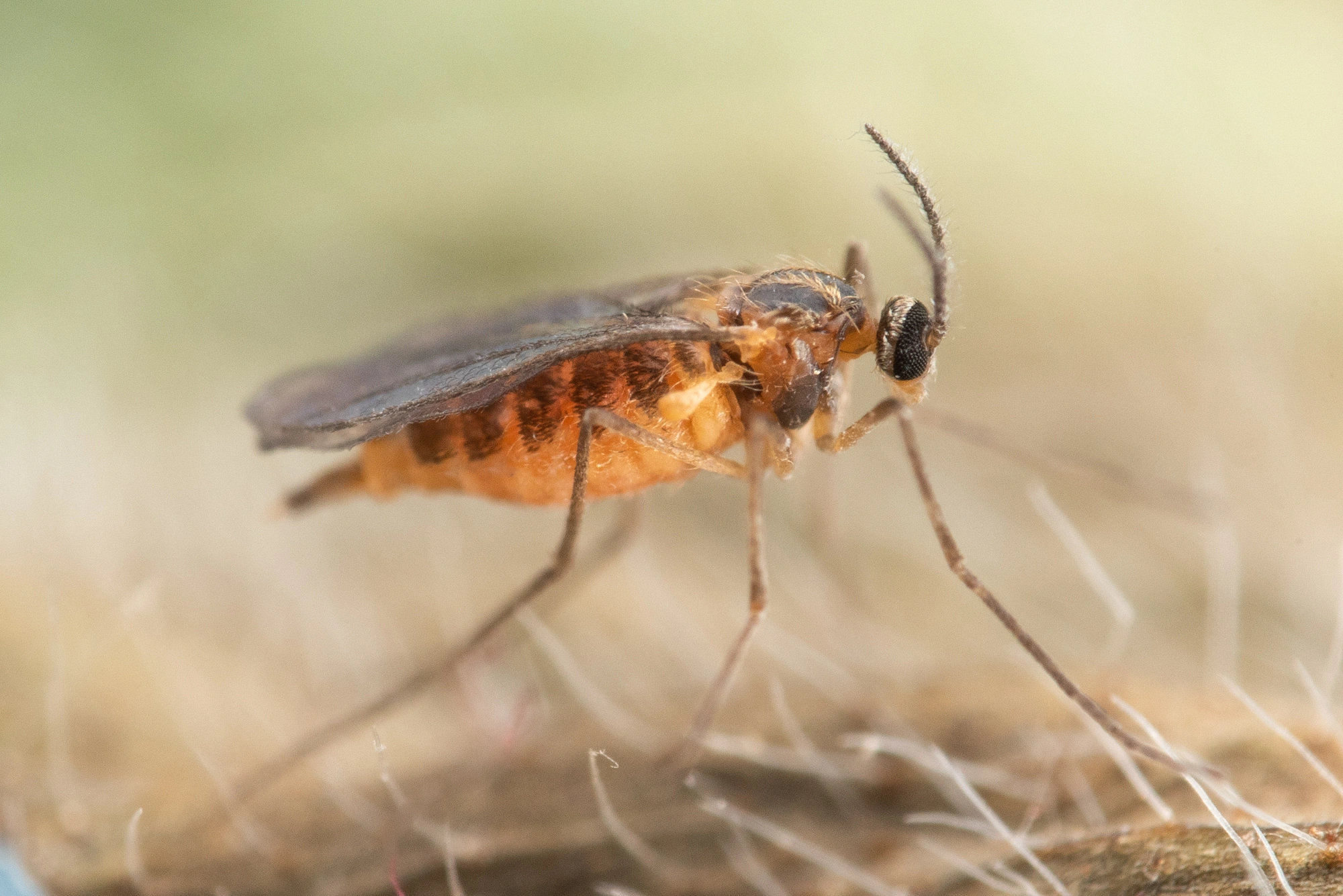 Tovinger: Dasineura leguminicola.