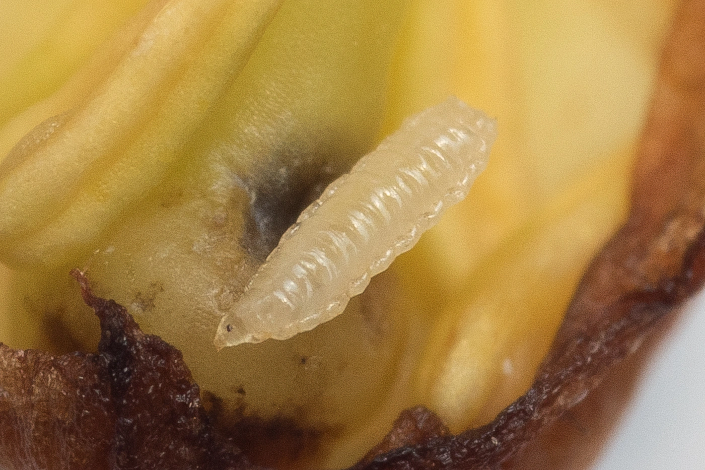 Gallmygg: Contarinia polygonati.