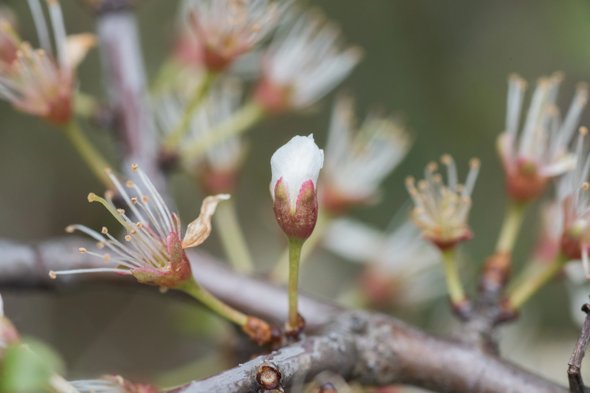 Rødalger: Contarinia pruniflorum.