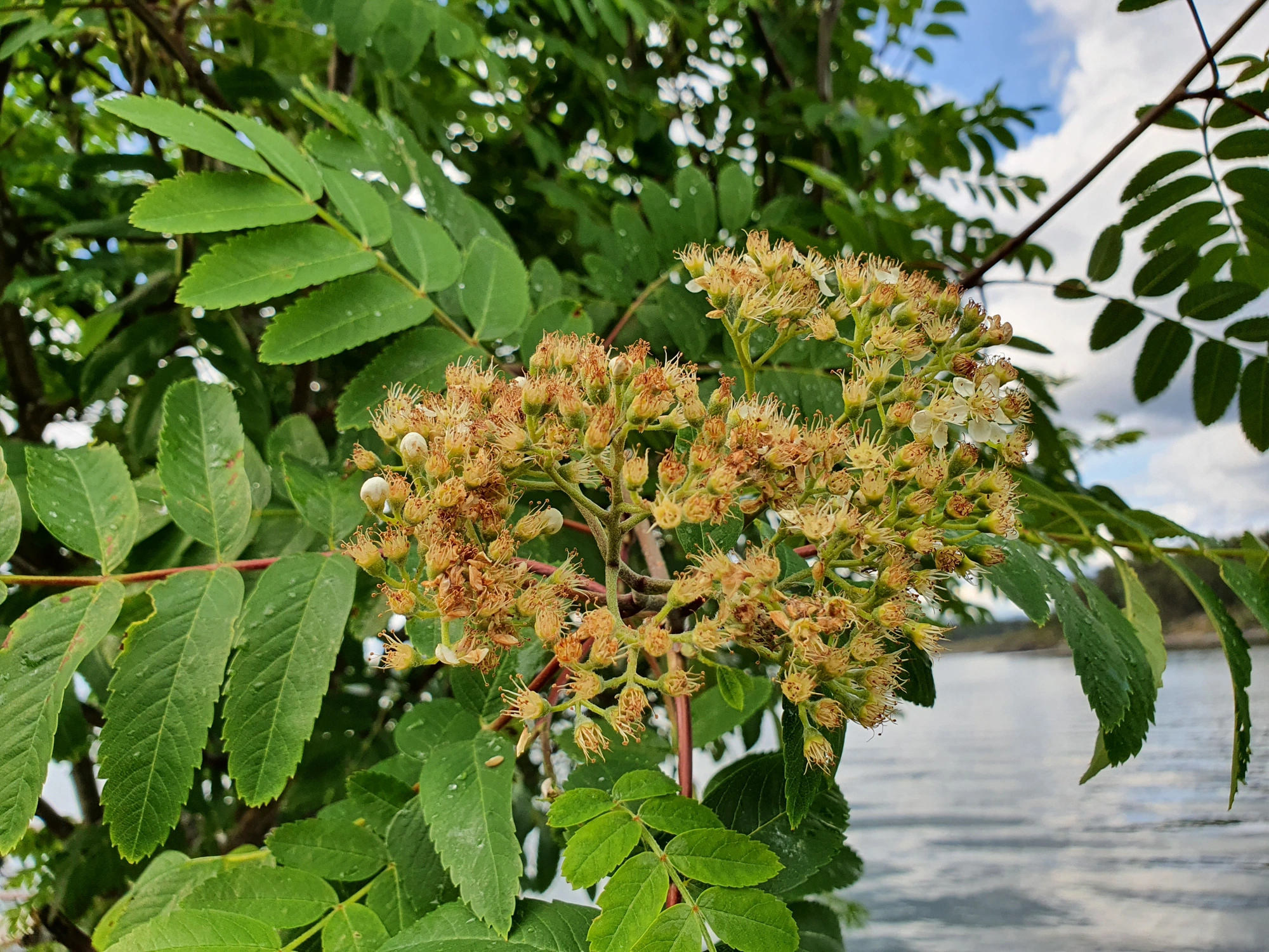 Gallmygg: Contarinia floriperda.