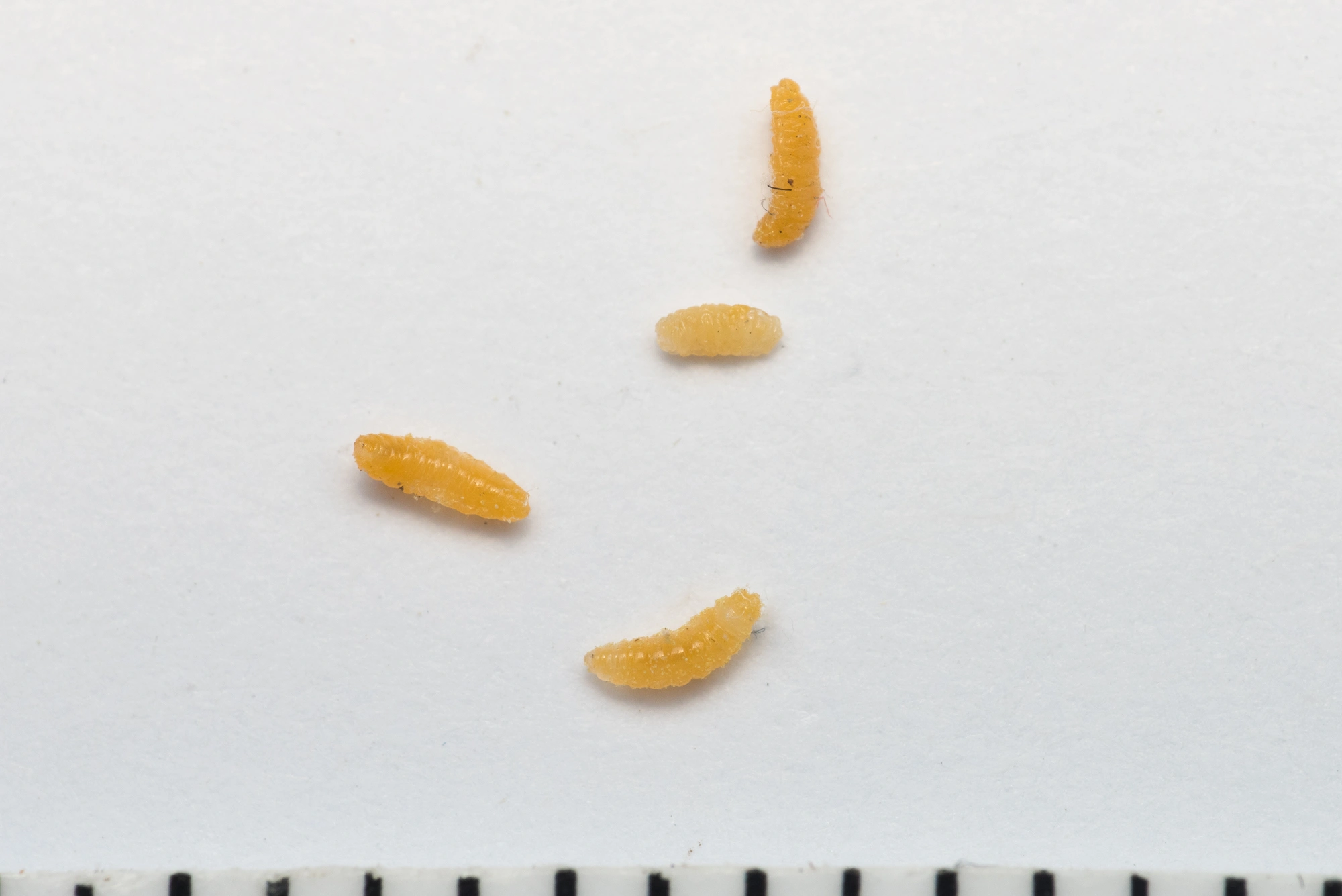 Gallmygg: Contarinia floriperda.