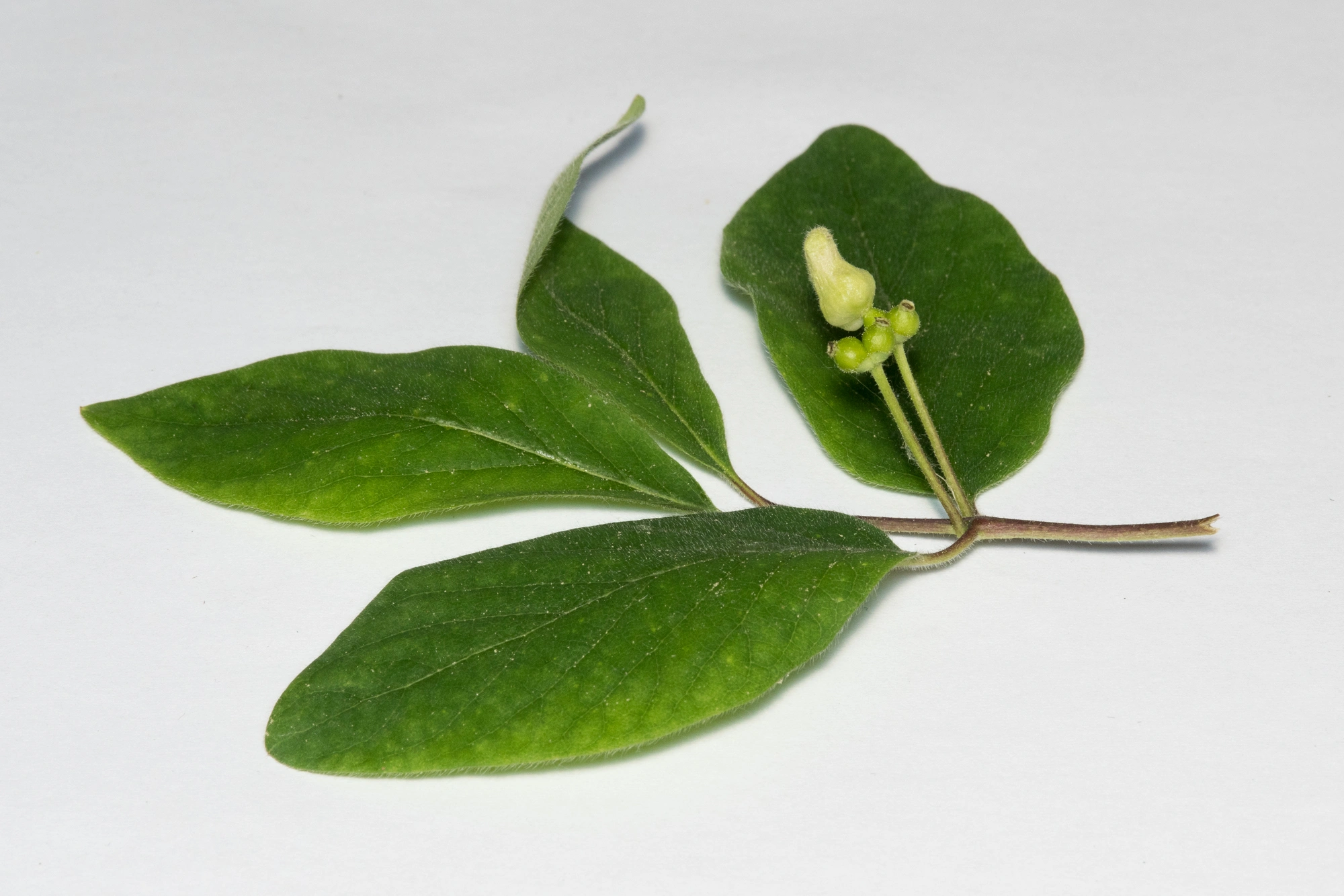 Gallmygg: Contarinia lonicerearum.