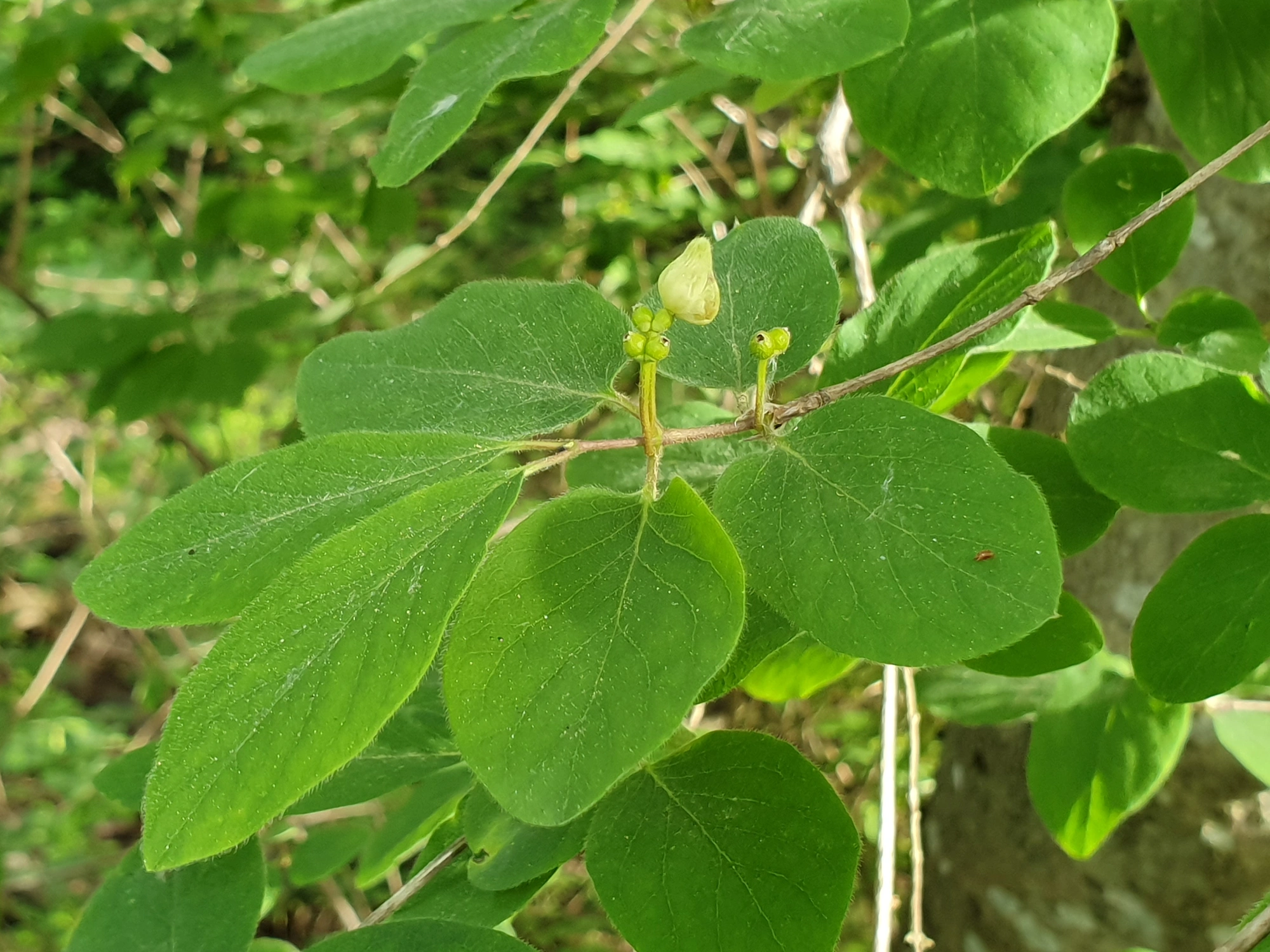 Gallmygg: Contarinia lonicerearum.