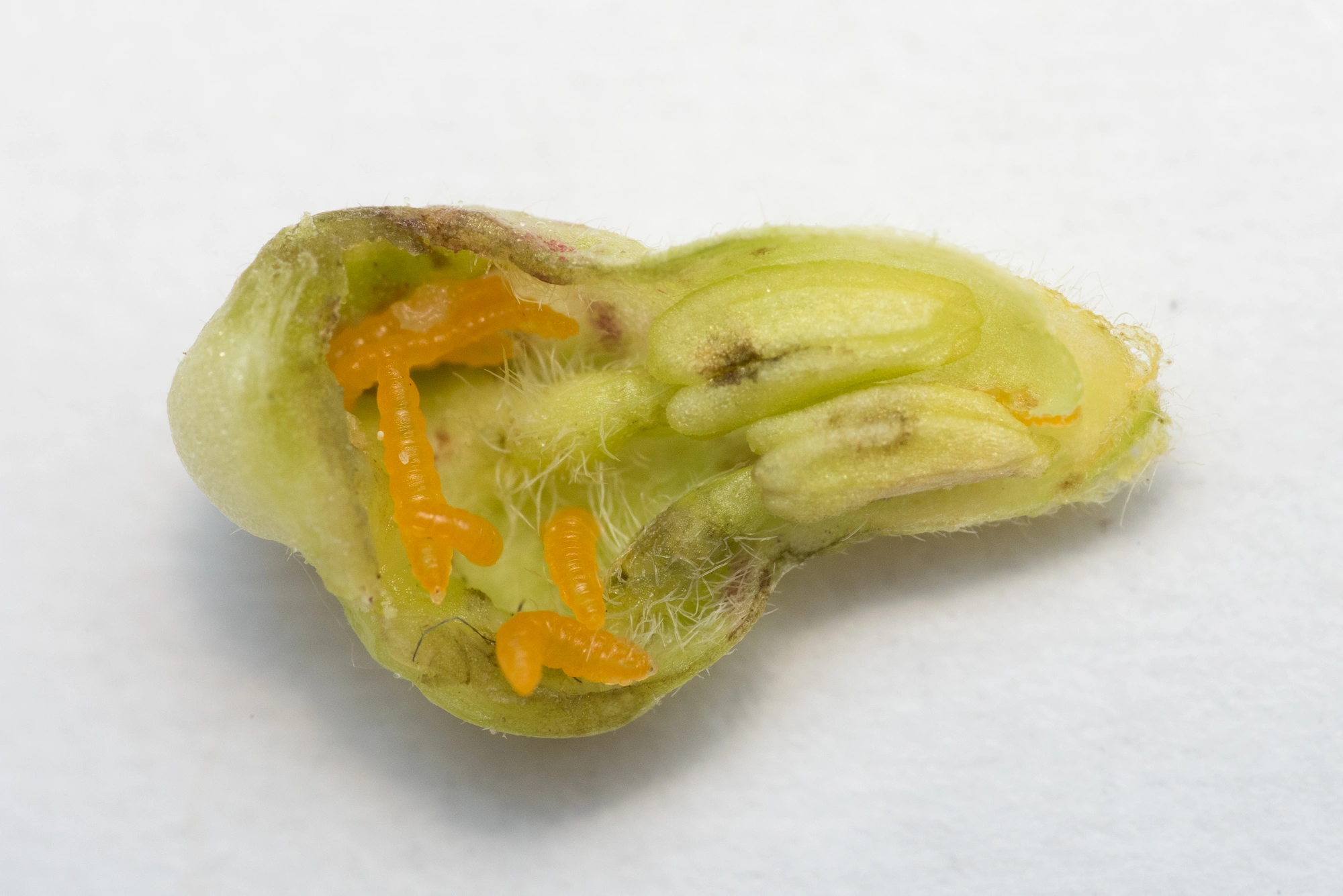 Gallmygg: Contarinia lonicerearum.