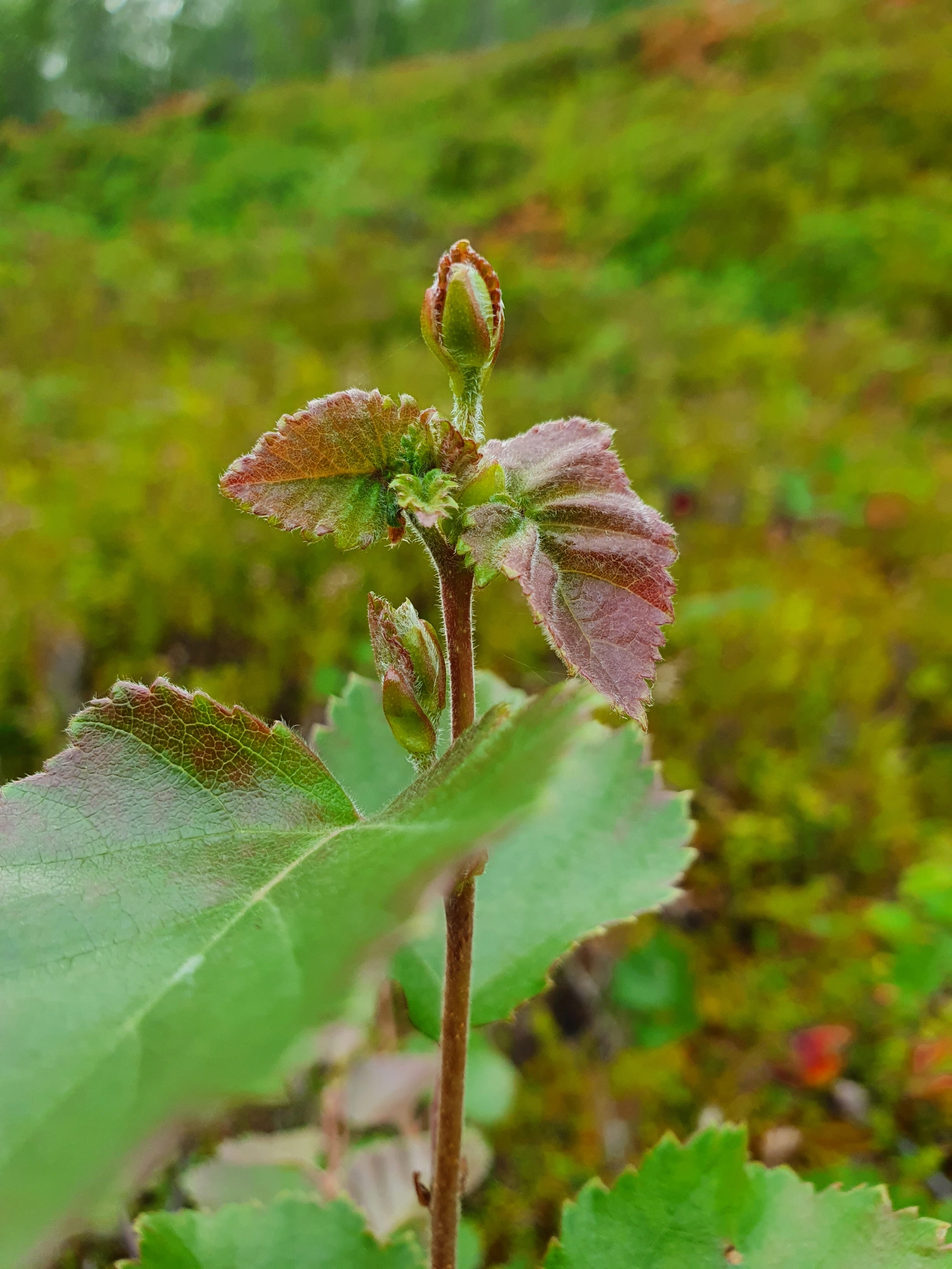 Rødalger: Contarinia betulicola.