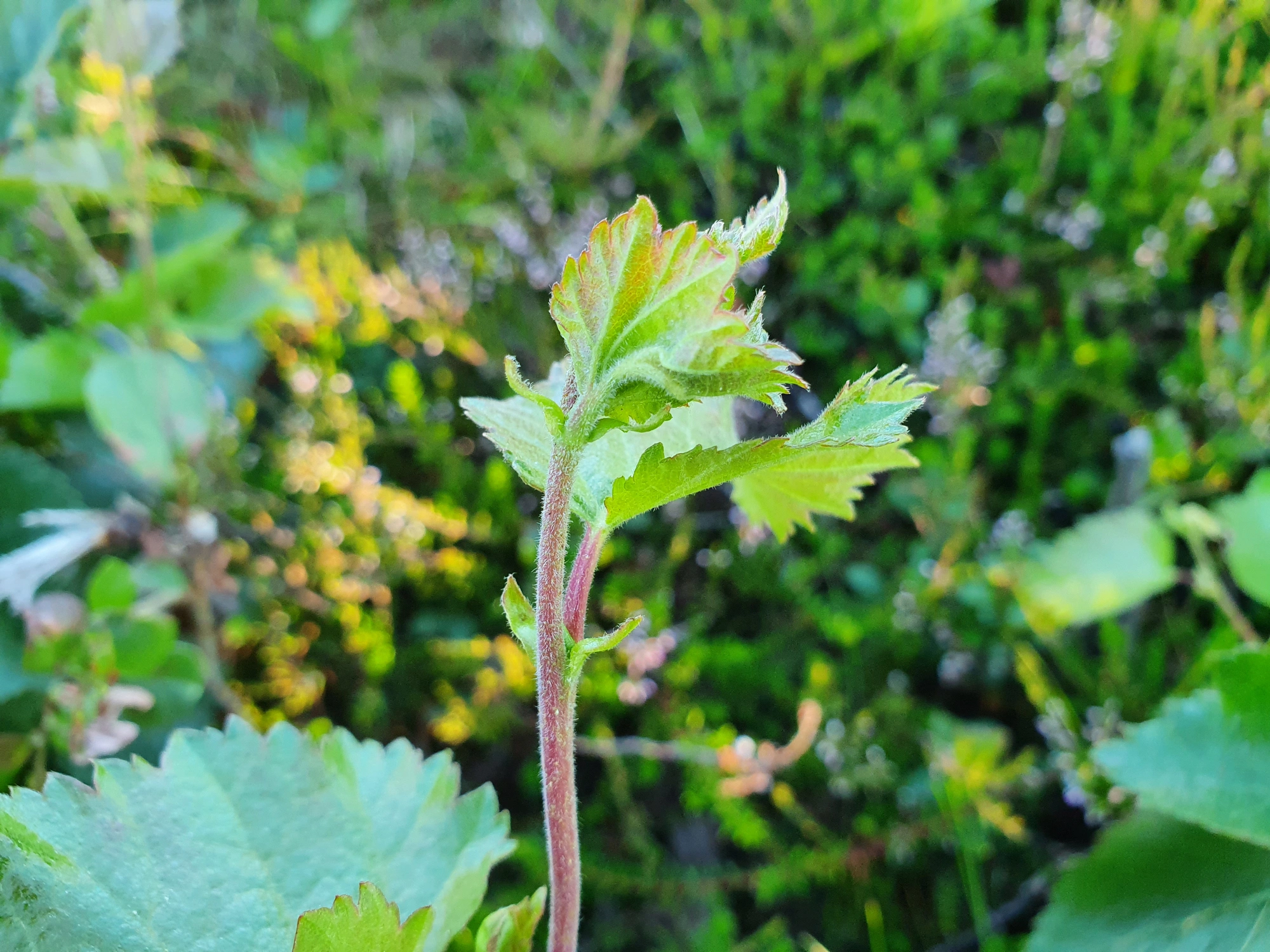 Rødalger: Contarinia betulicola.