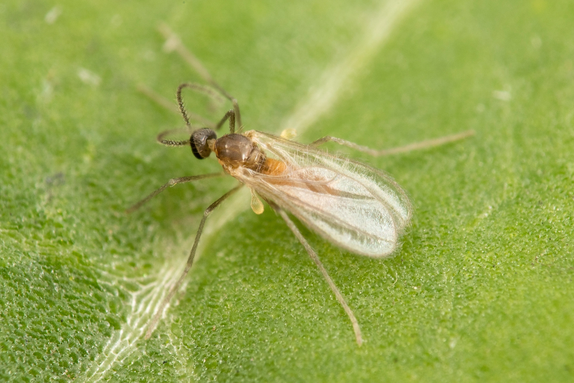 Rødalger: Contarinia betulicola.