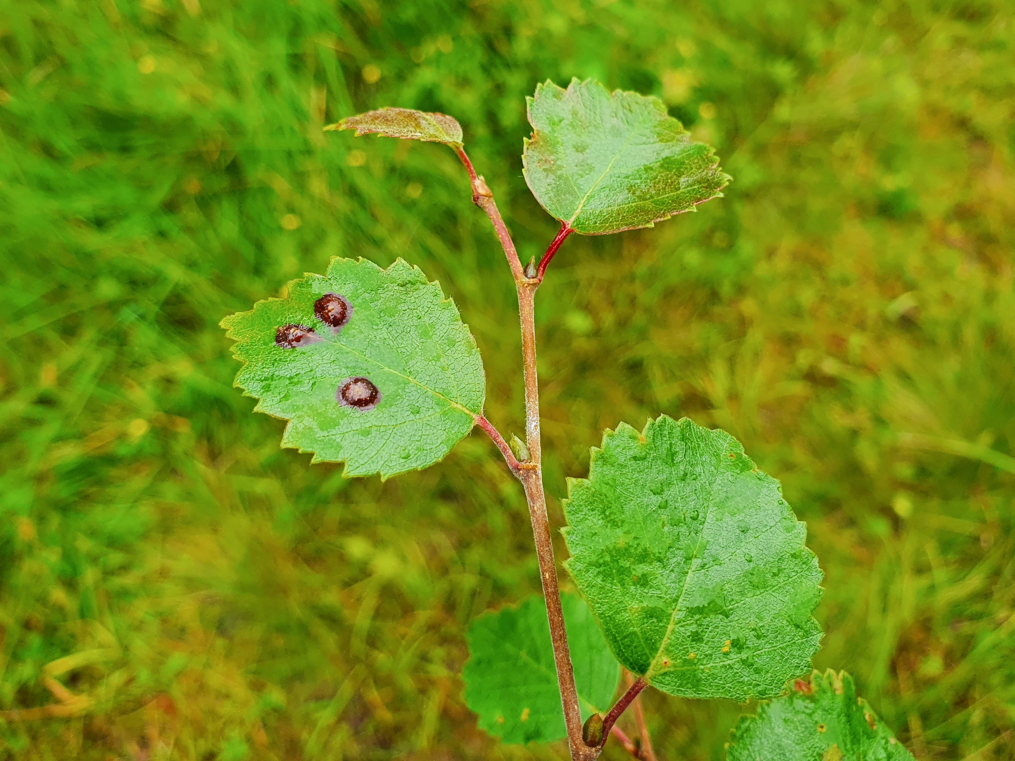 Gallmygg: Anisostephus betulinus.