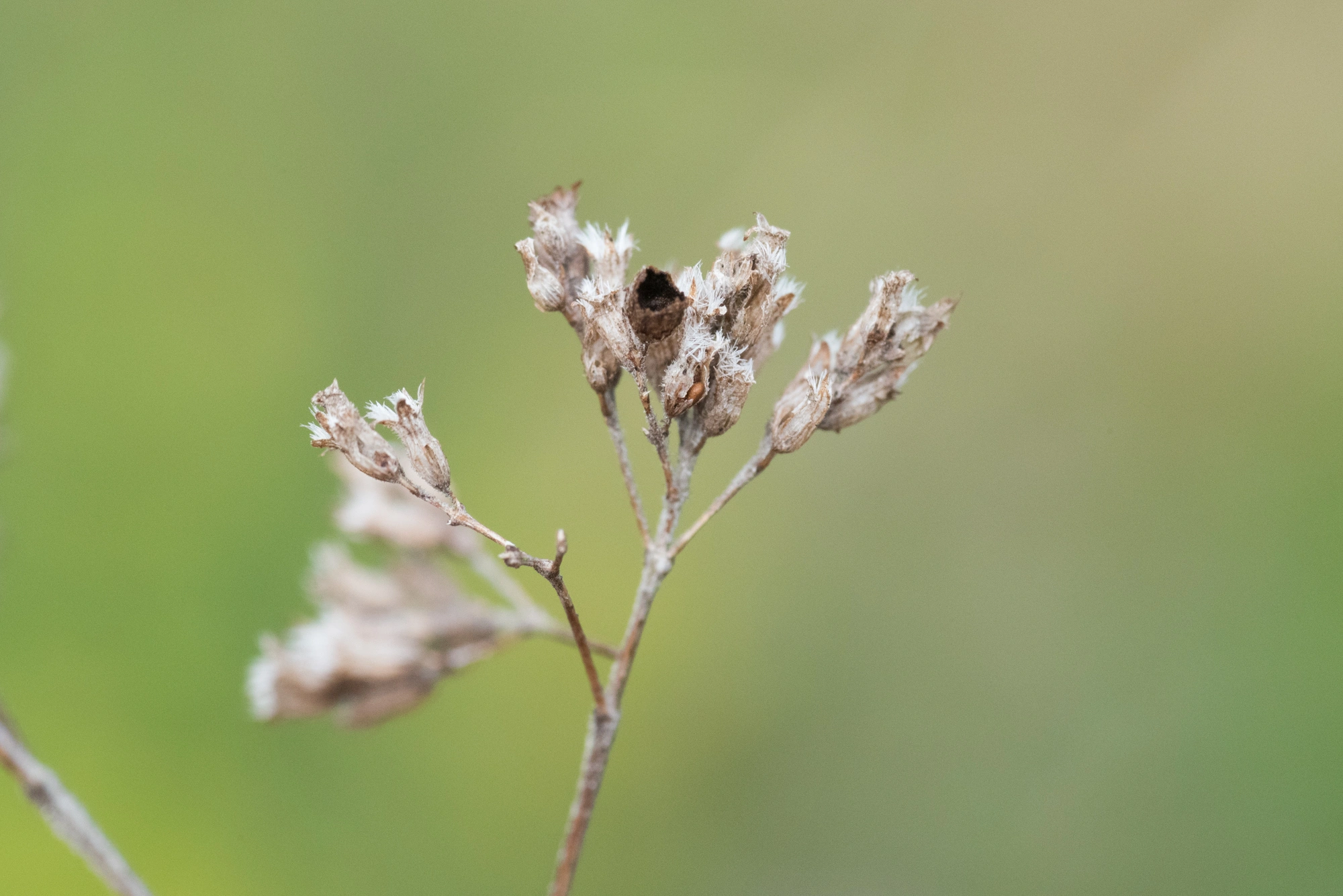 Tovinger: Asphondylia hornigi.