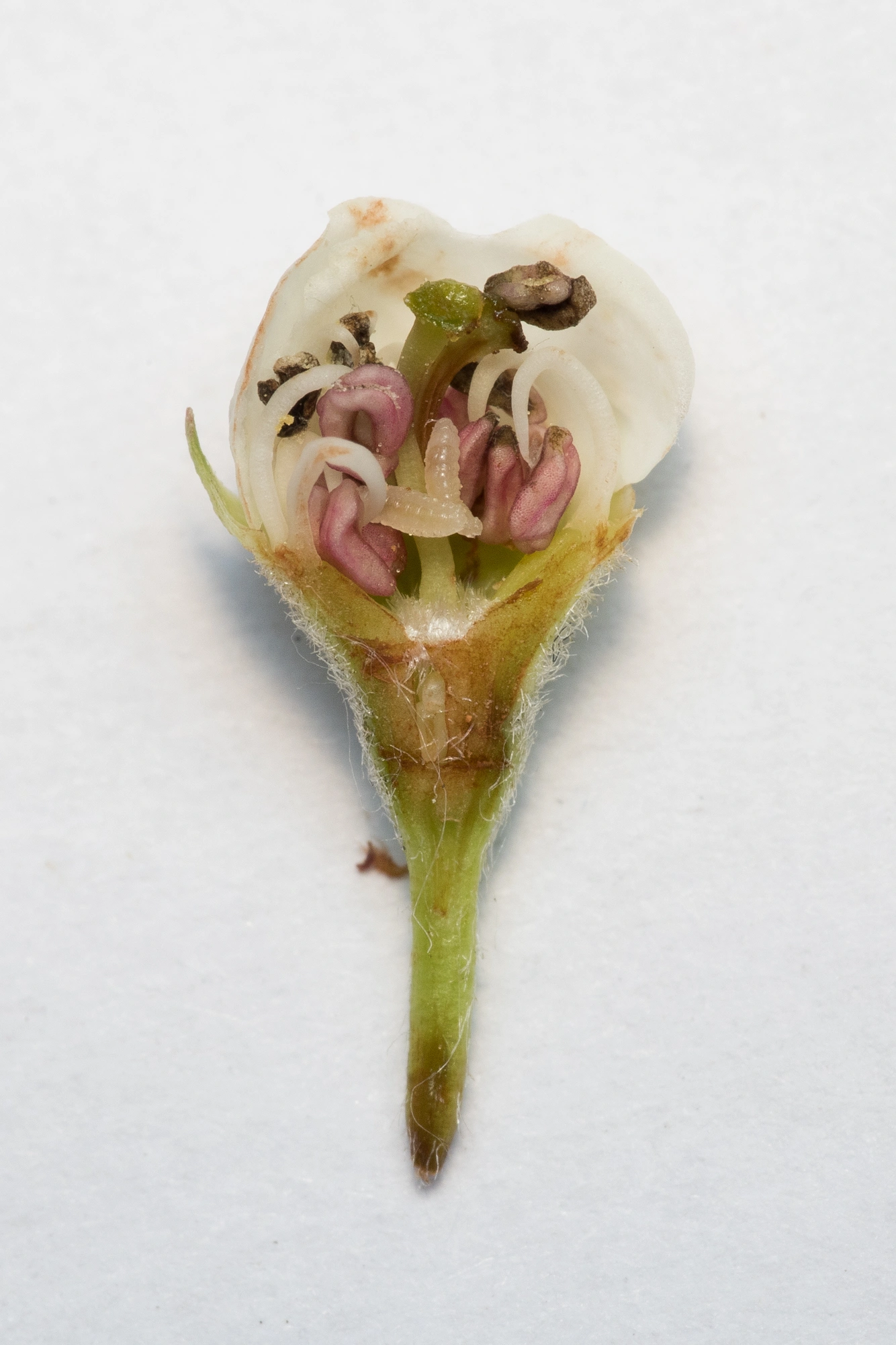 Gallmygg: Contarinia anthobia.