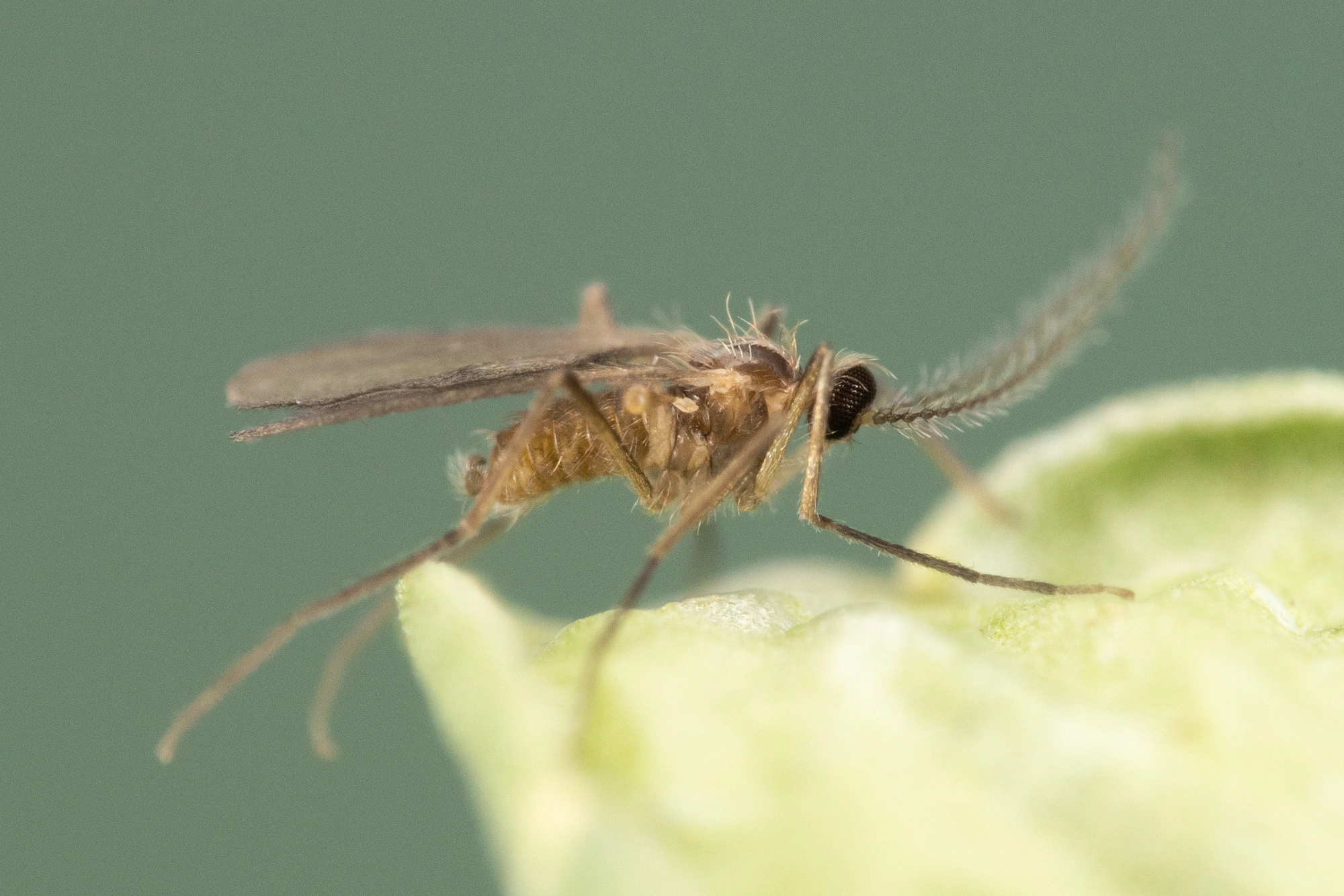 Gallmygg: Contarinia craccae.