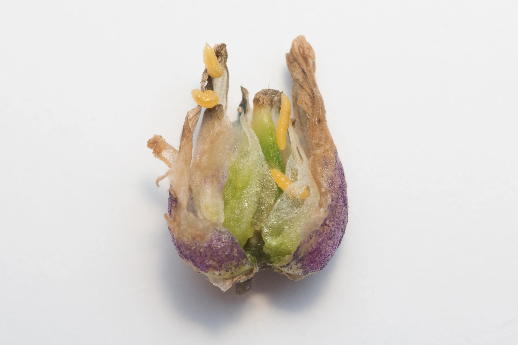 Gallmygg: Contarinia craccae.