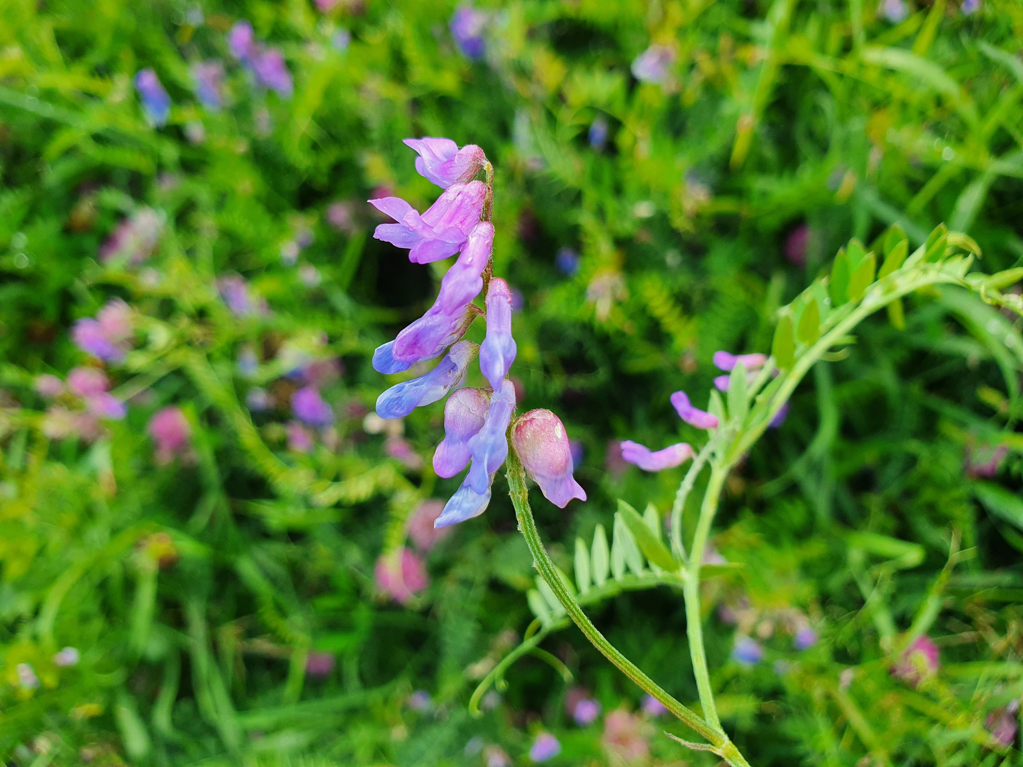 Gallmygg: Contarinia craccae.