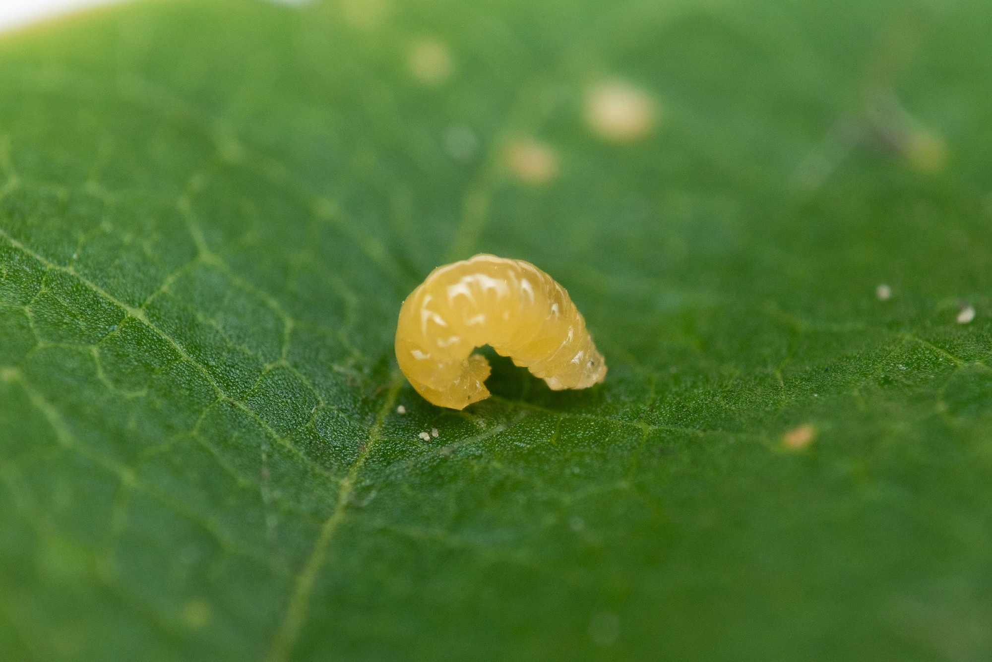 Gallmygg: Contarinia fagi.