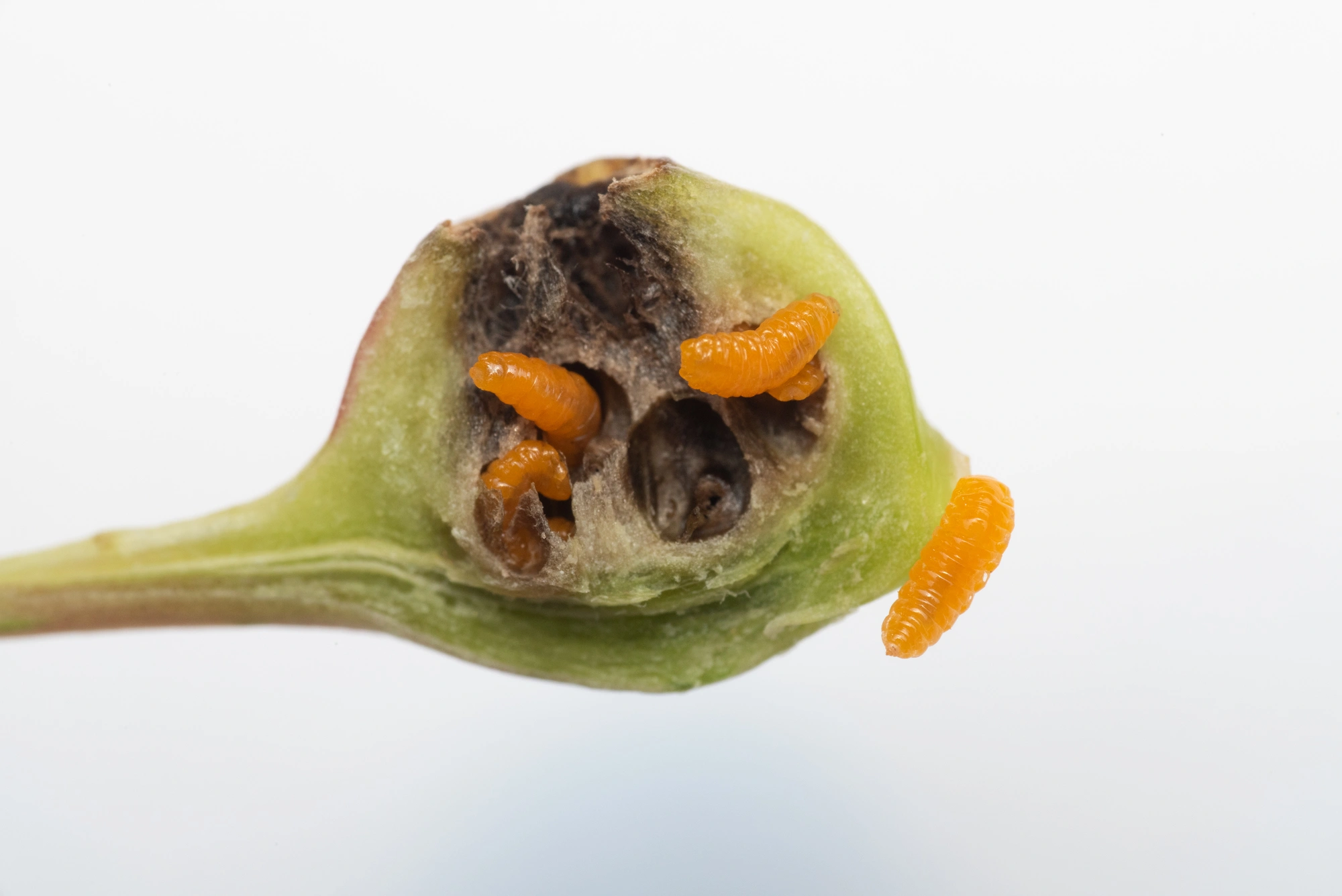 Gallmygg: Contarinia petioli.