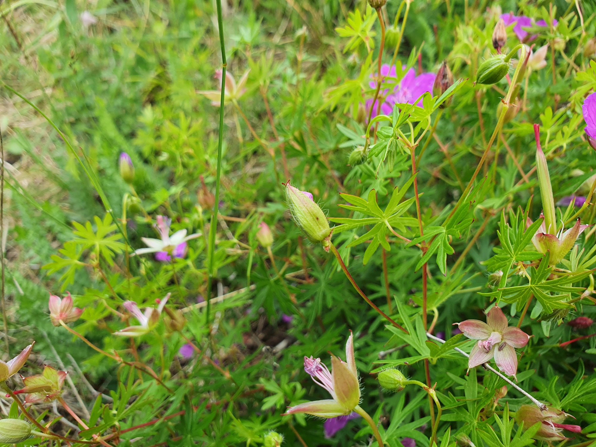 Tovinger: Dasineura geranii.