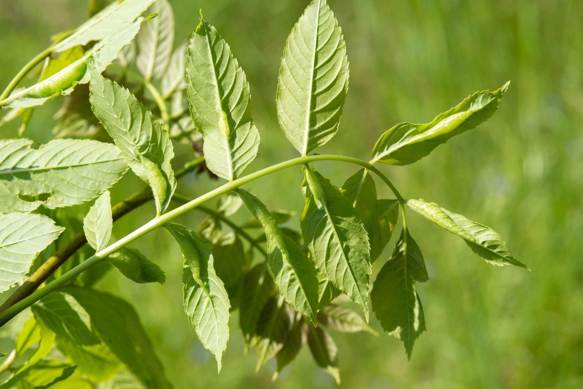 Gallmygg: Dasineura acrophila.