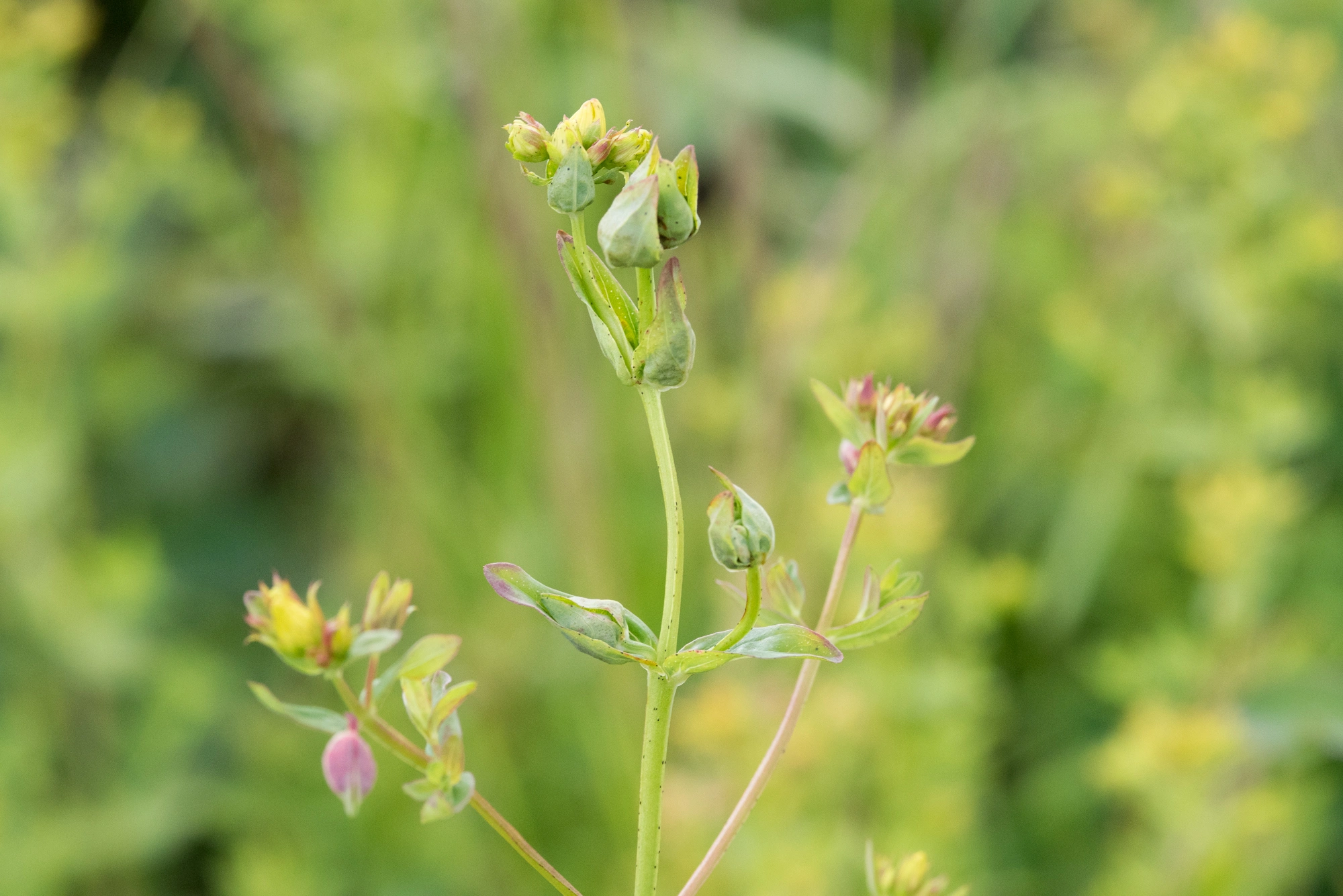 Gallmygg: Dasineura serotina.