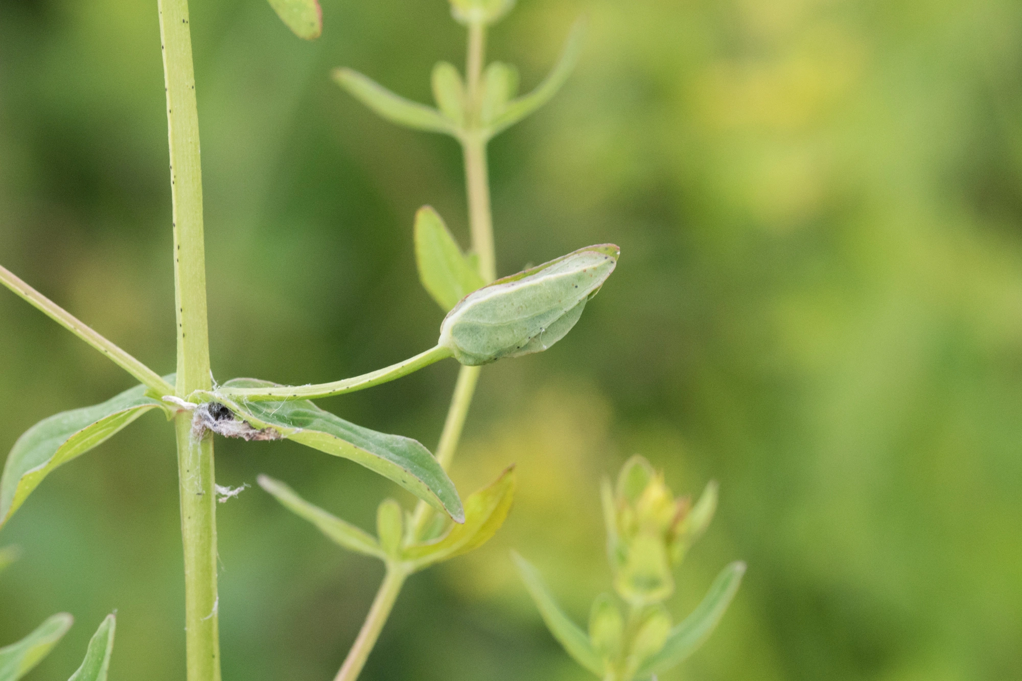 Gallmygg: Dasineura serotina.