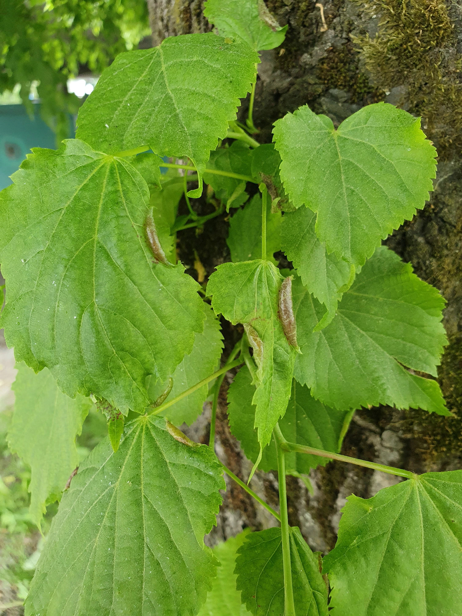 Gallmygg: Dasineura tiliae.