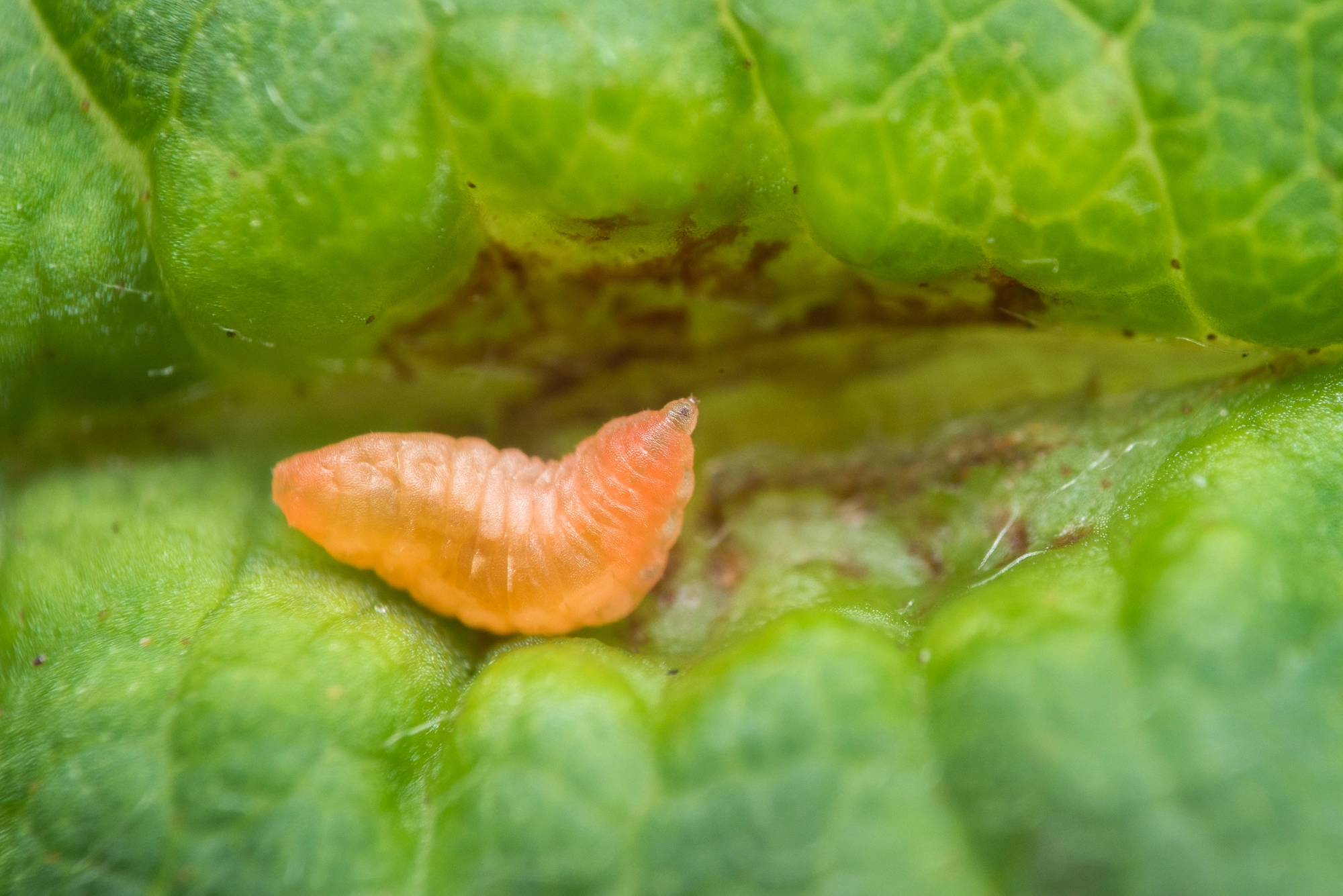 Gallmygg: Dasineura tortilis.