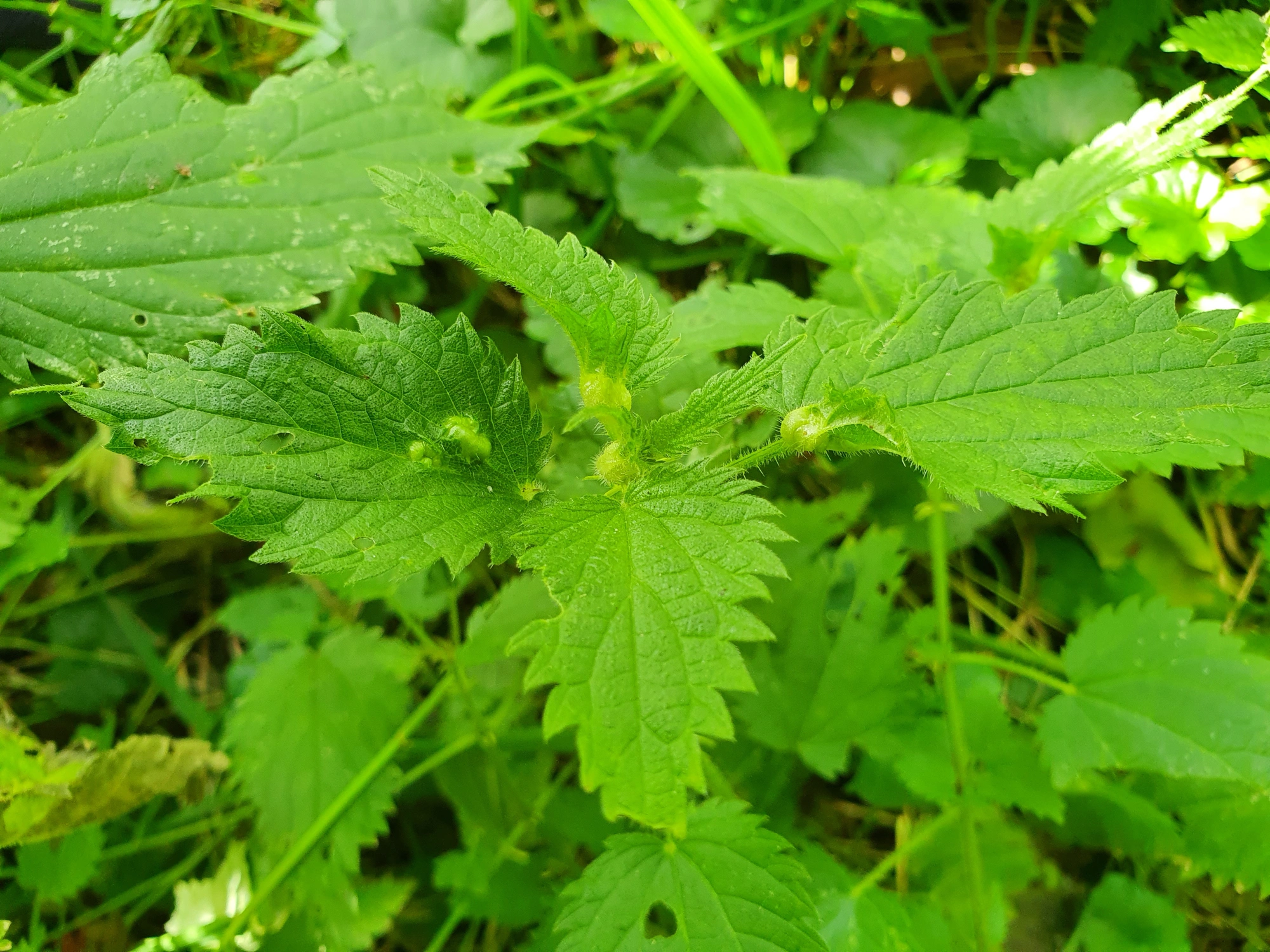 Gallmygg: Dasineura urticae.