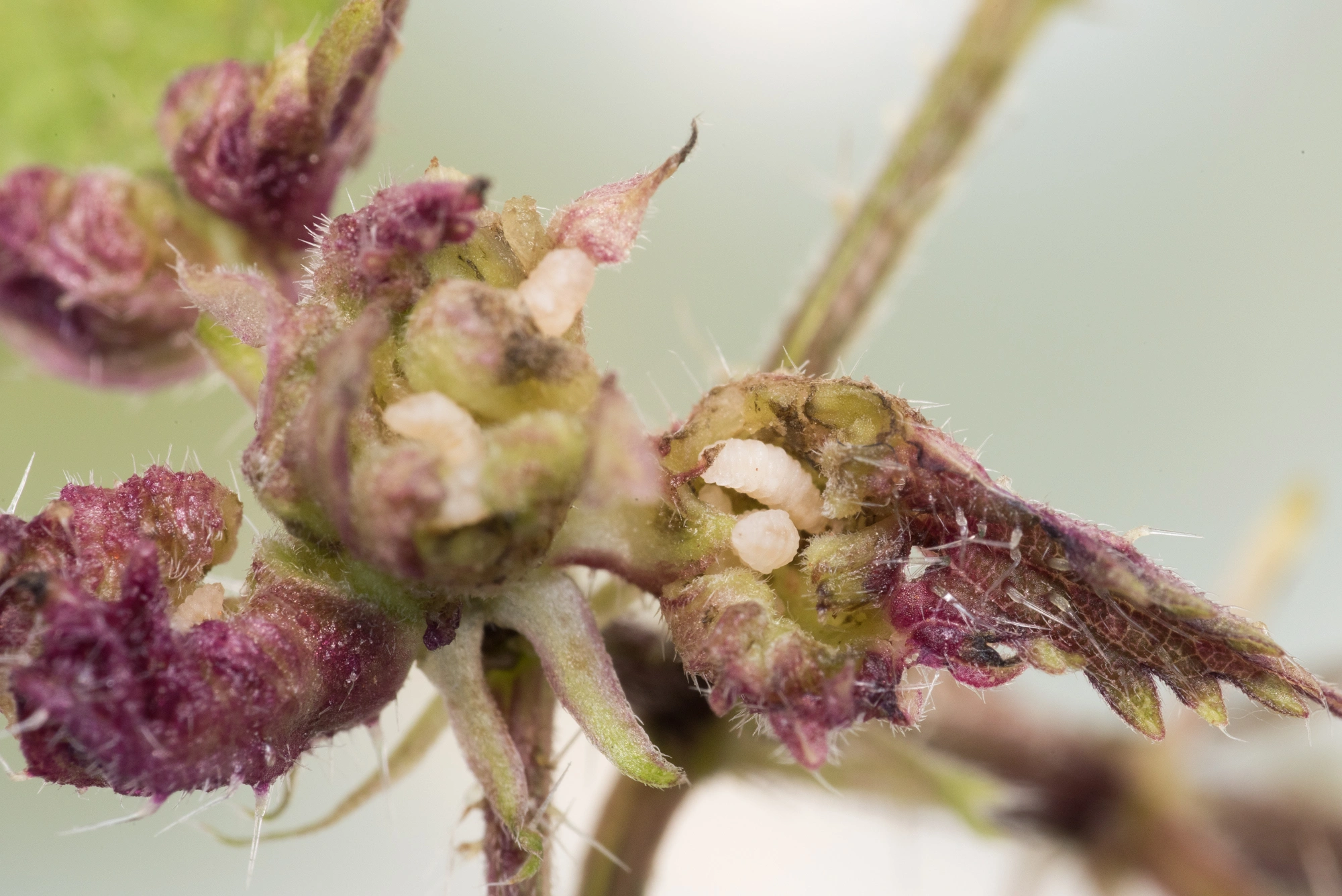 Gallmygg: Dasineura urticae.