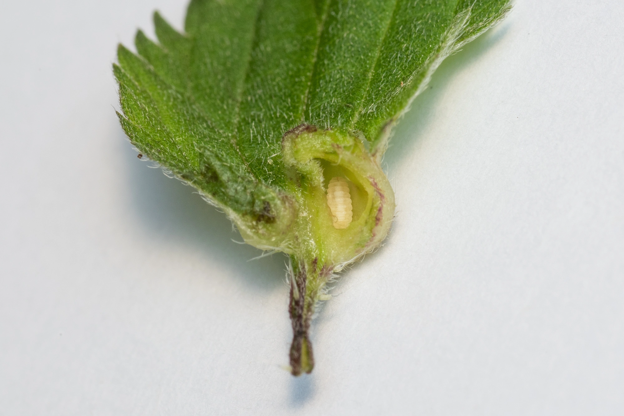 Gallmygg: Dasineura urticae.