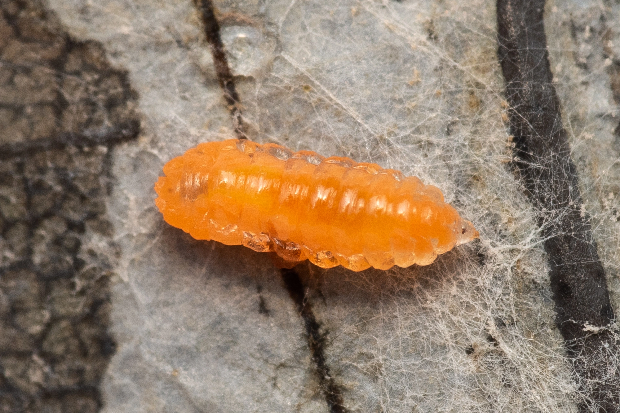 Gallmygg: Harmandiola cavernosa.