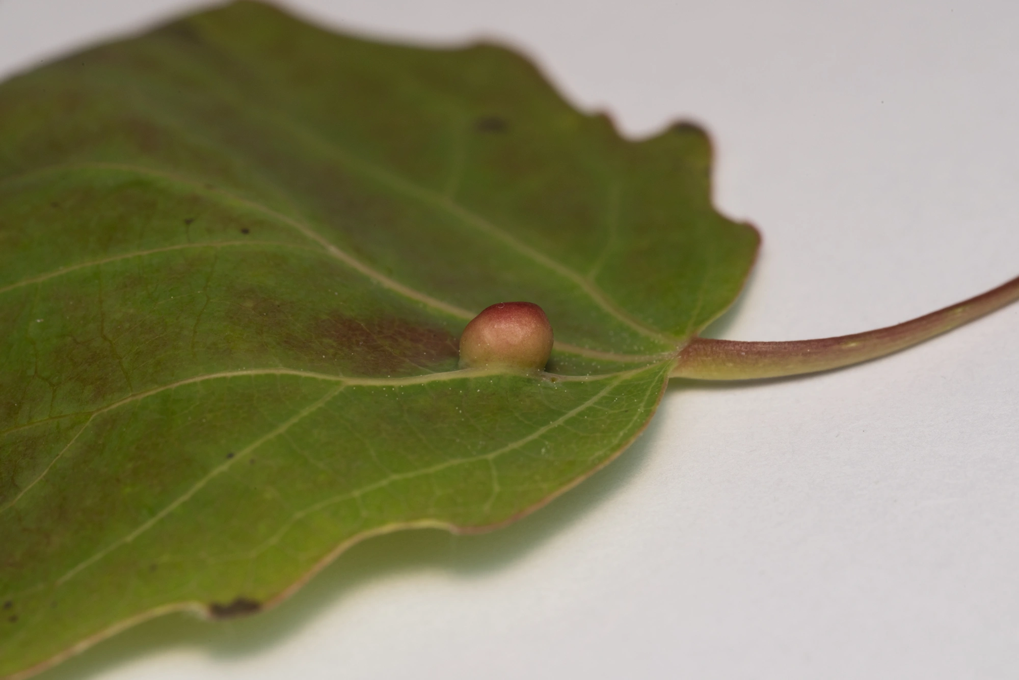 Gallmygg: Harmandiola globuli.